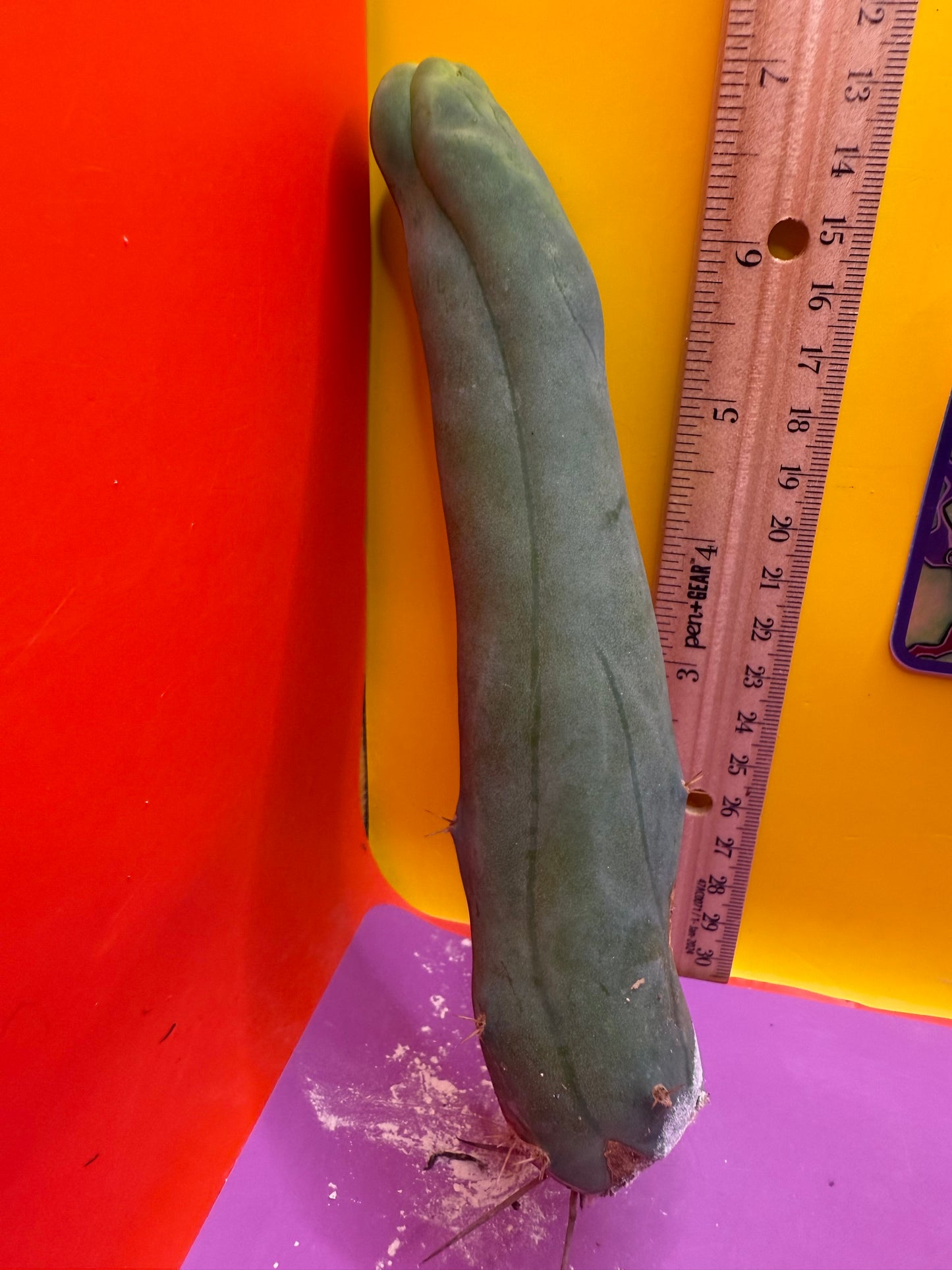 TBM-A LONG FORM CACTUS