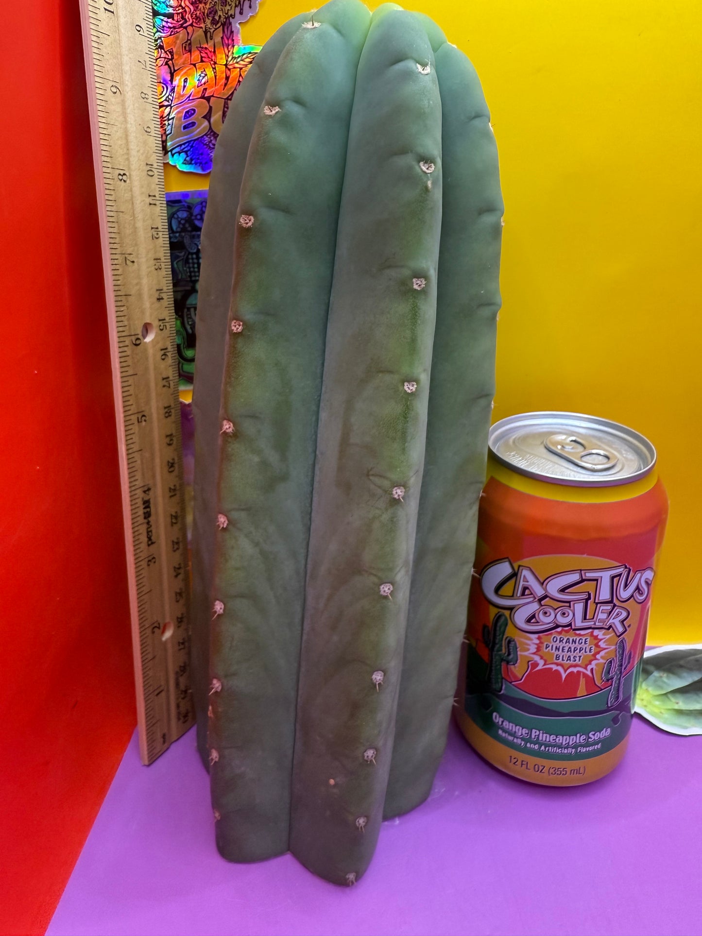 Tip of FAT Cahuilla!