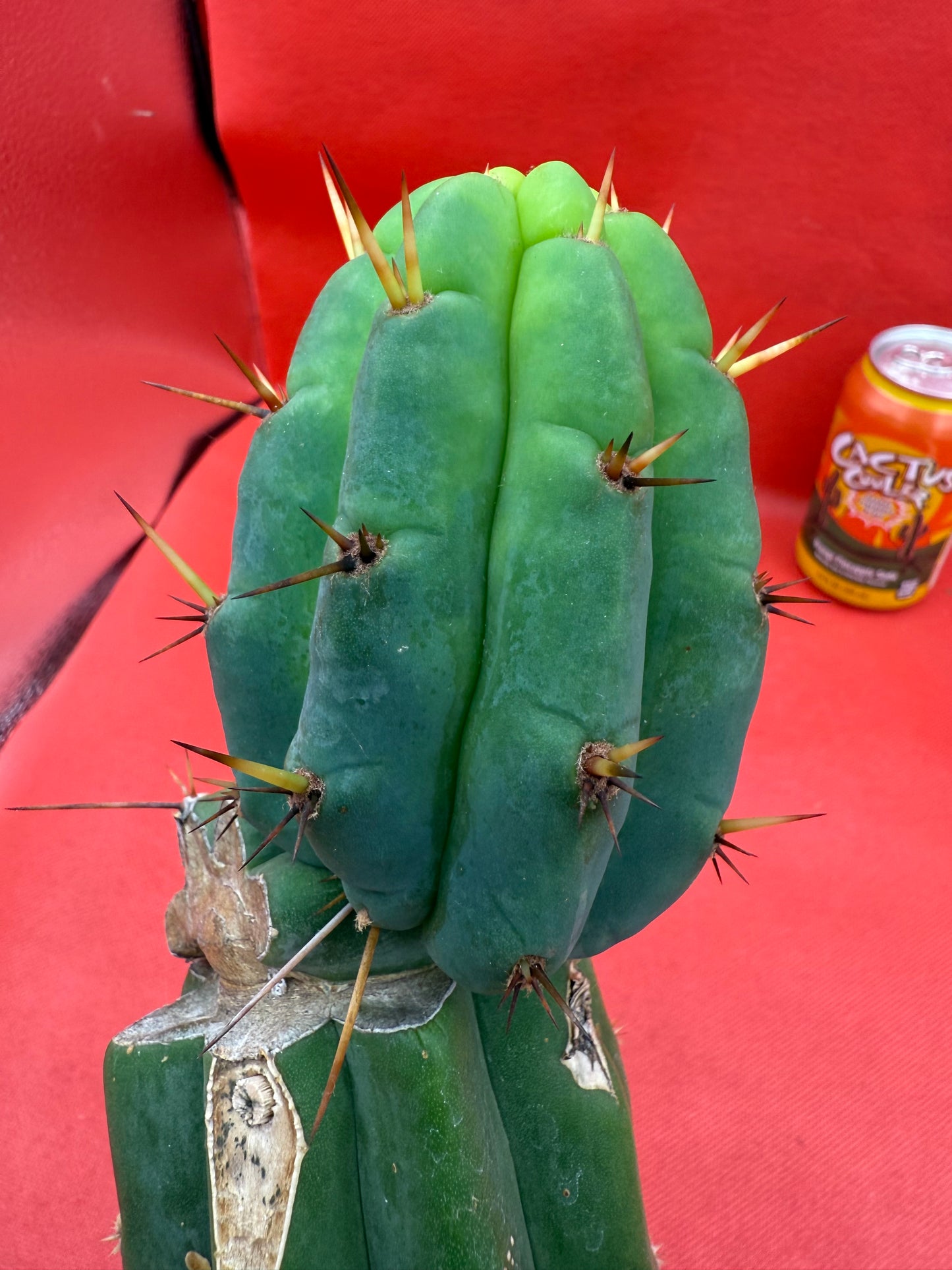 GRAFTED PALA