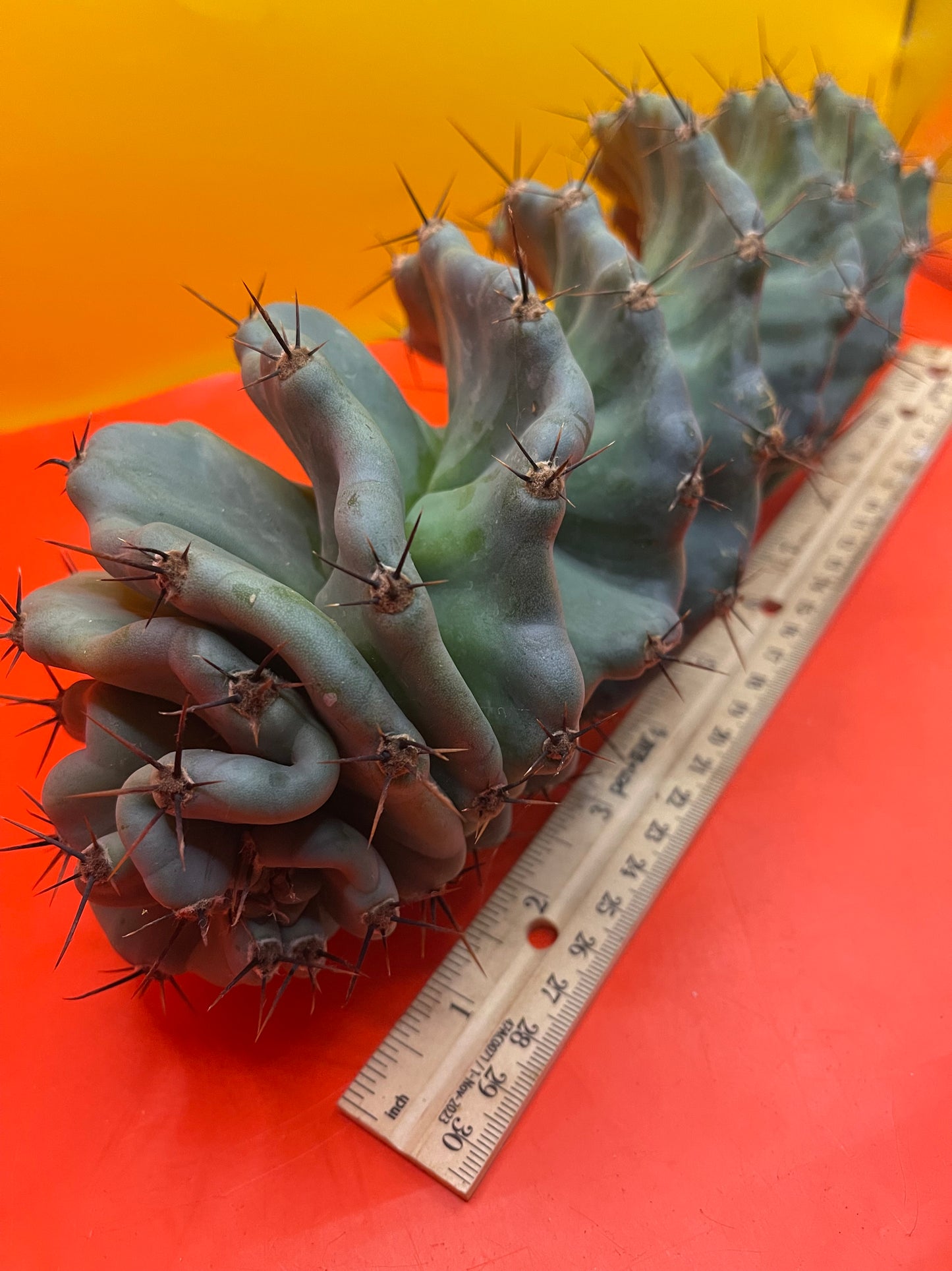 SPIRAL π CACTUS π΅!!!