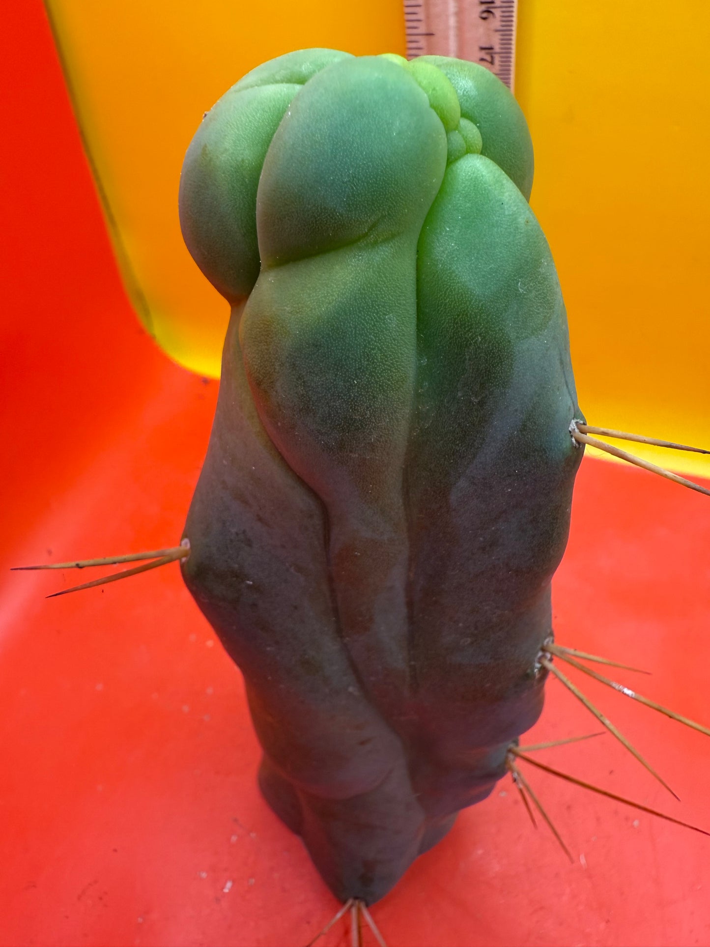 WALTS DRAGON ! ๐ cactus