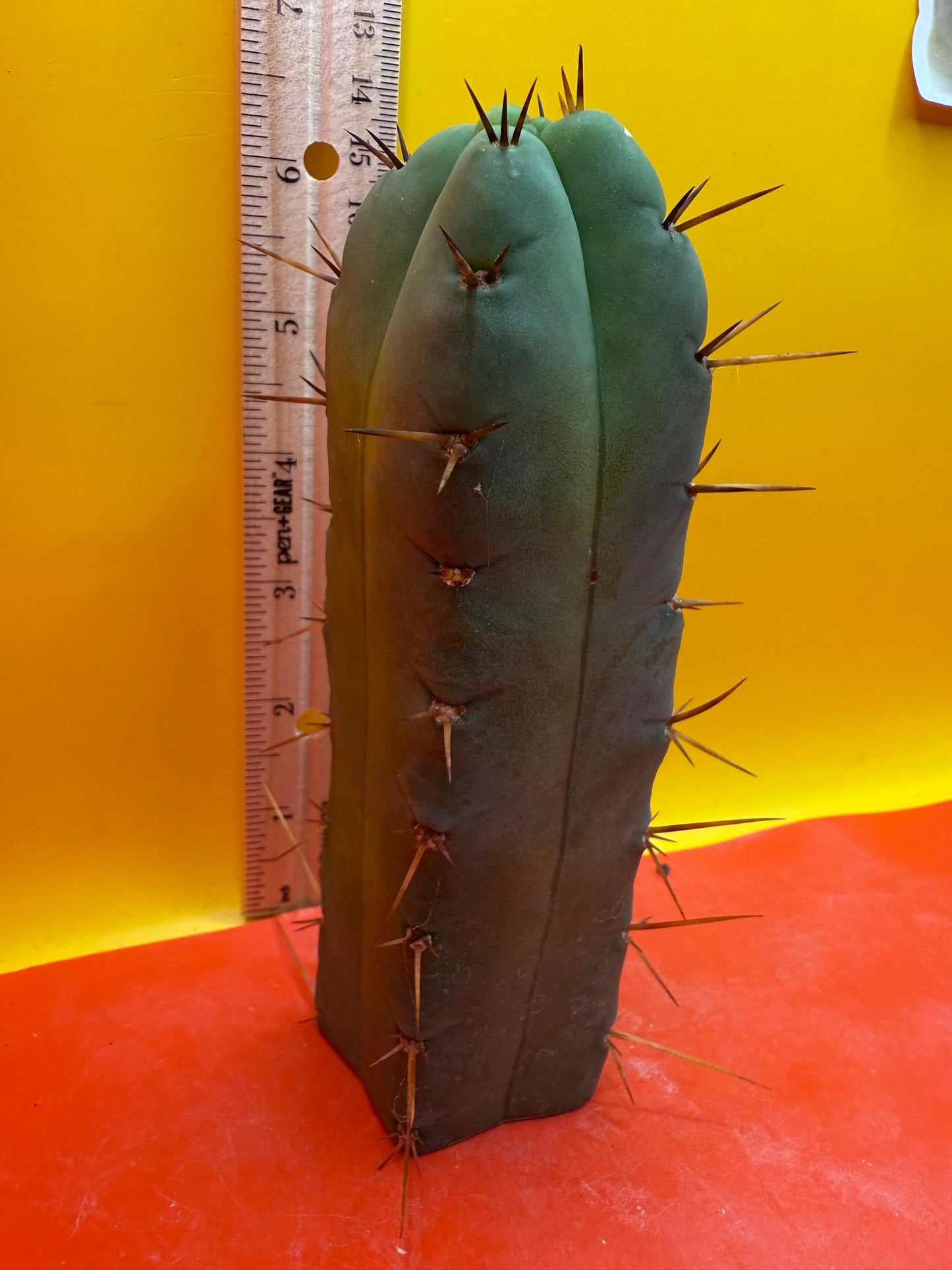 4 rib” EL SERPIEÑTE “