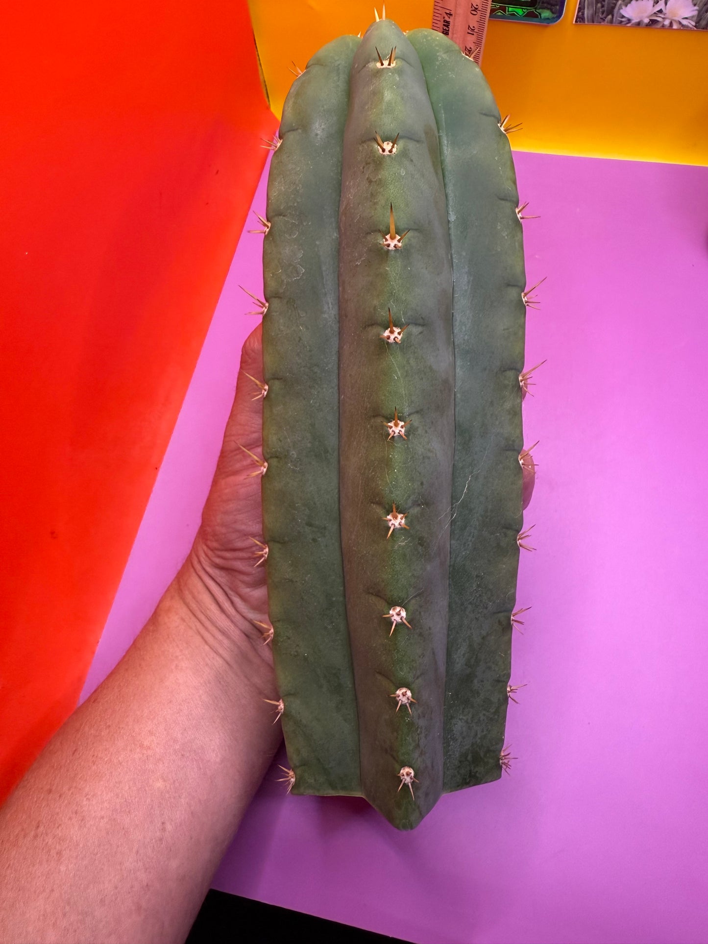 Juuls Giant x Helen