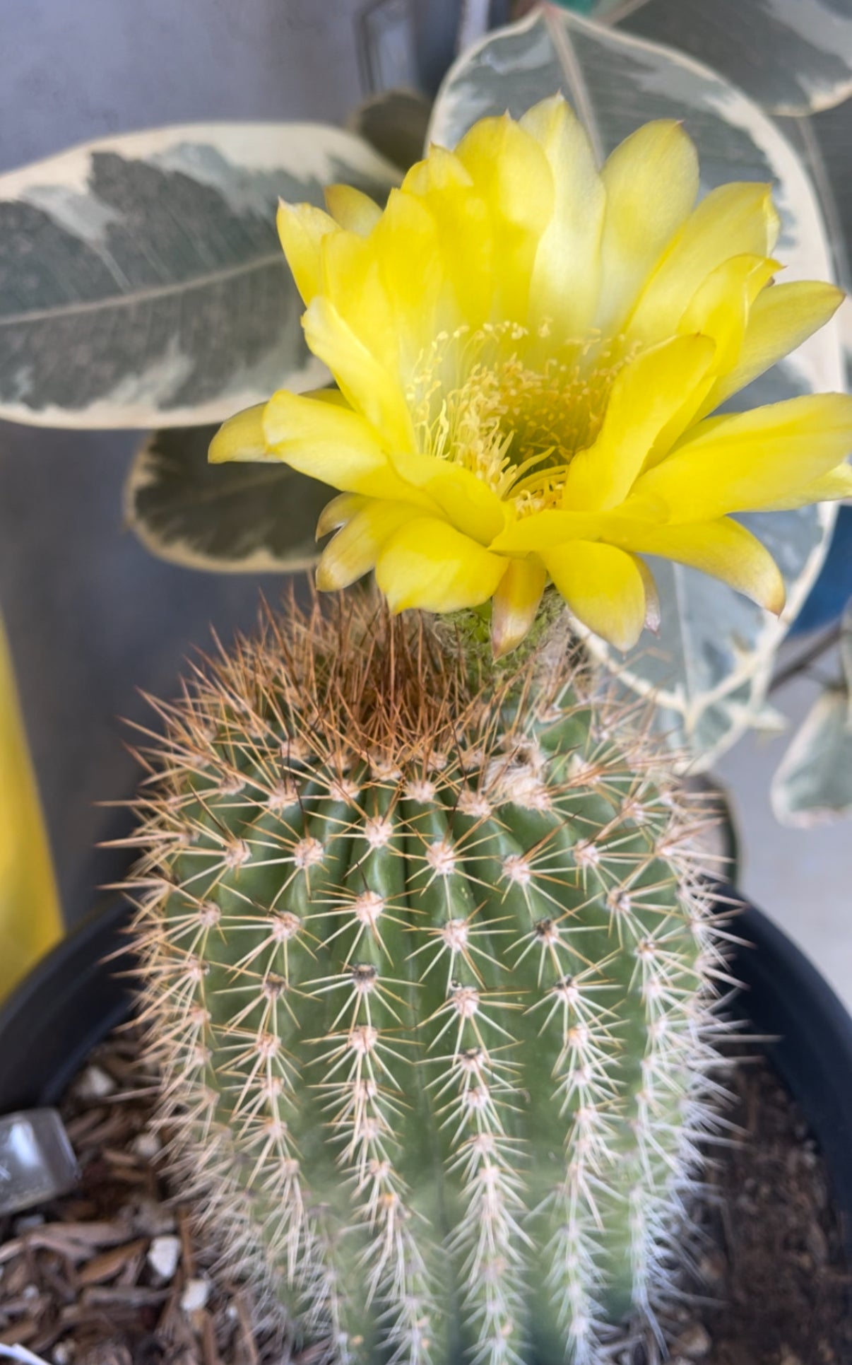 TRICHO HYBRID SEEDS !