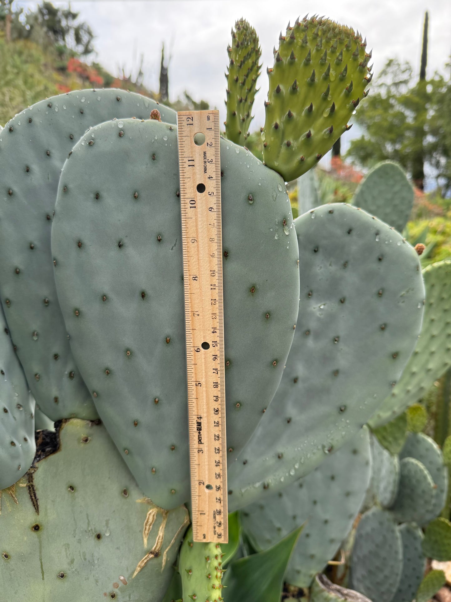 Spineless Opuntia