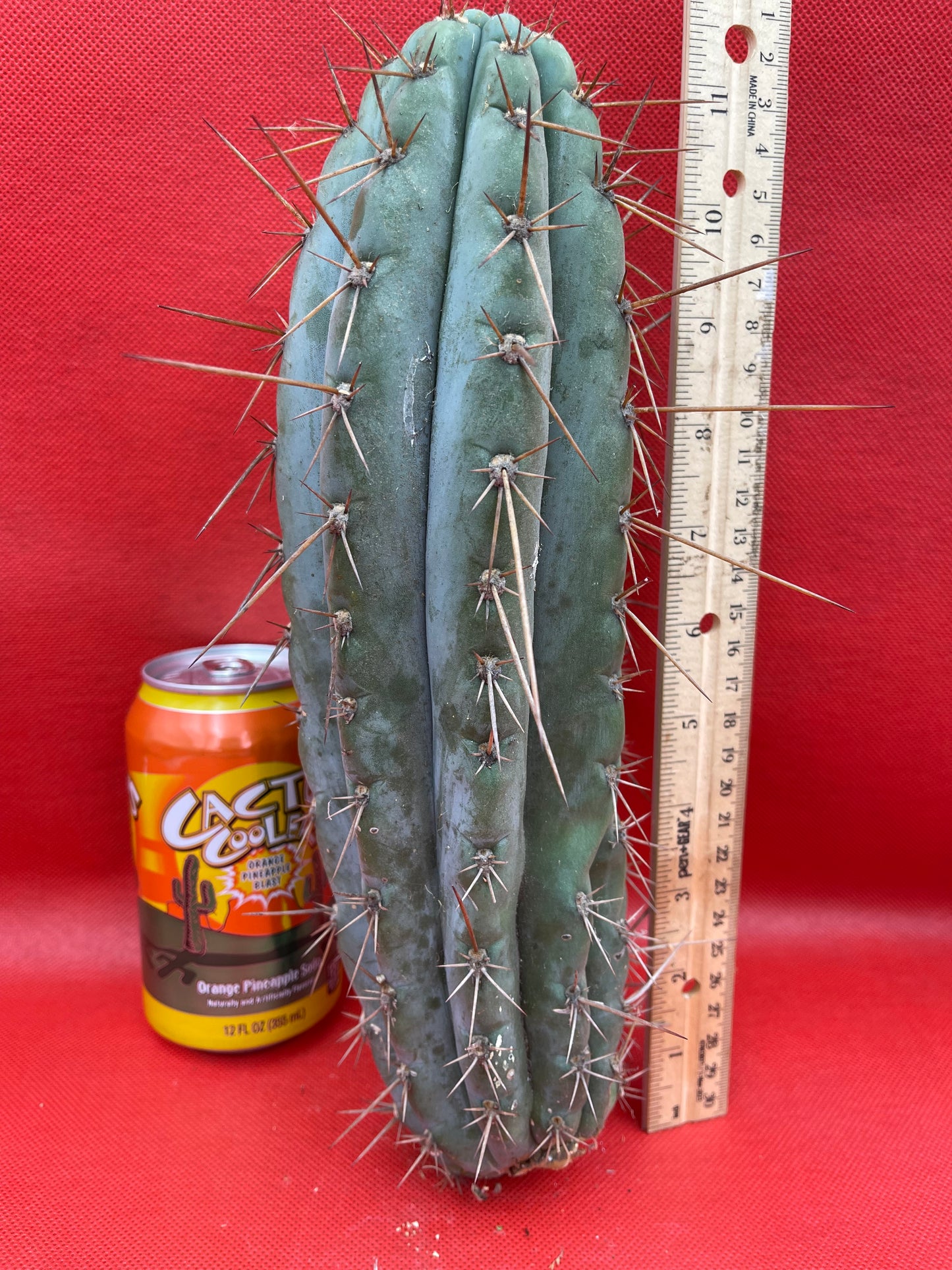 Trichocereus “Serra Blue”