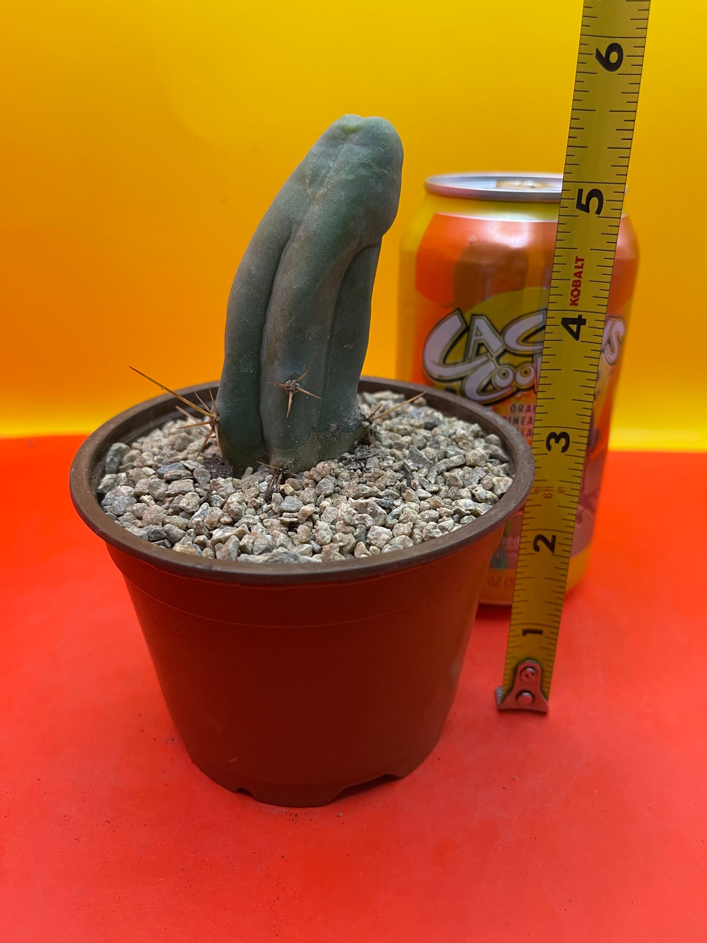 Tbm in pot