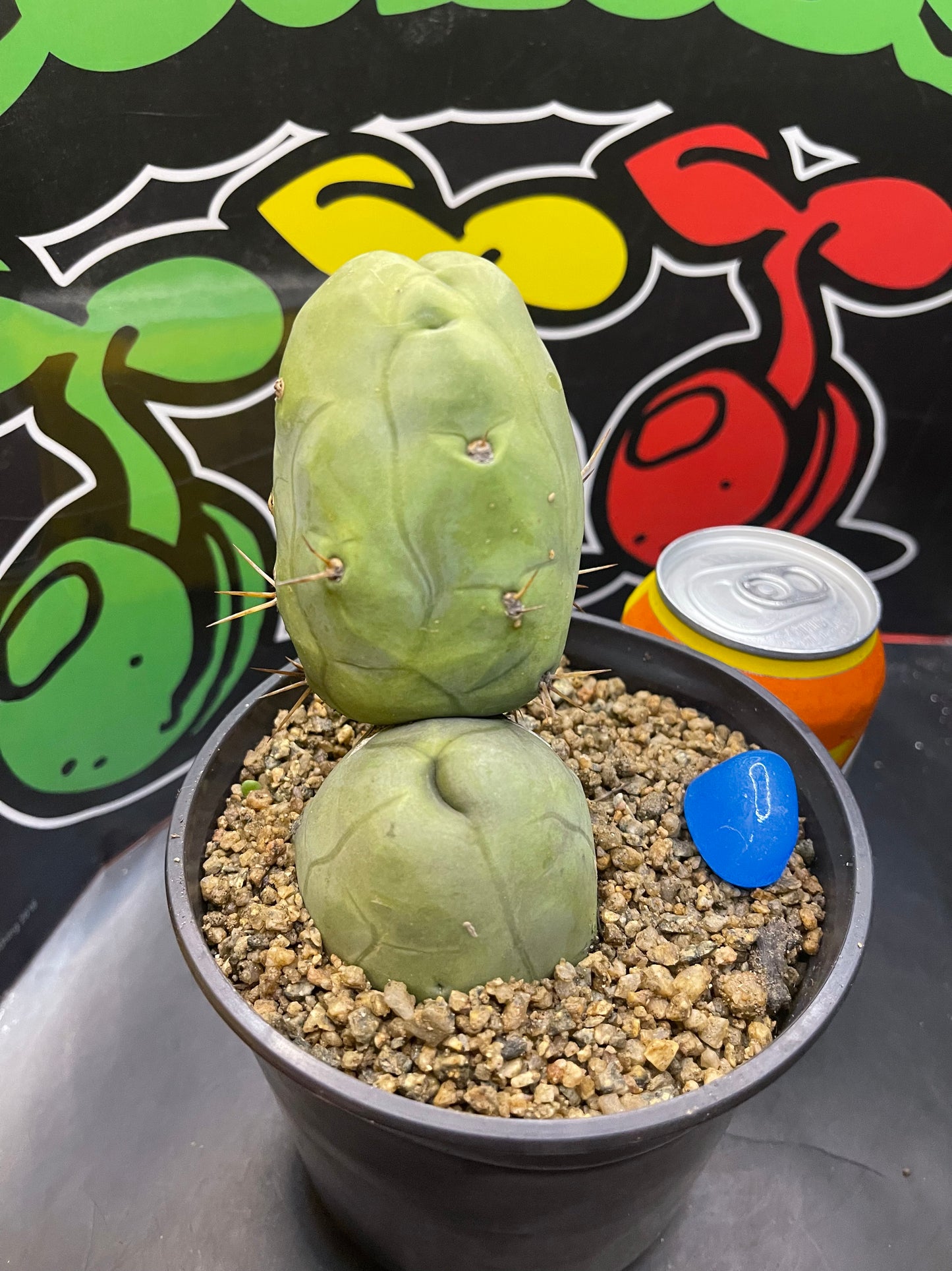 TBM - San Pedro cactus🌵