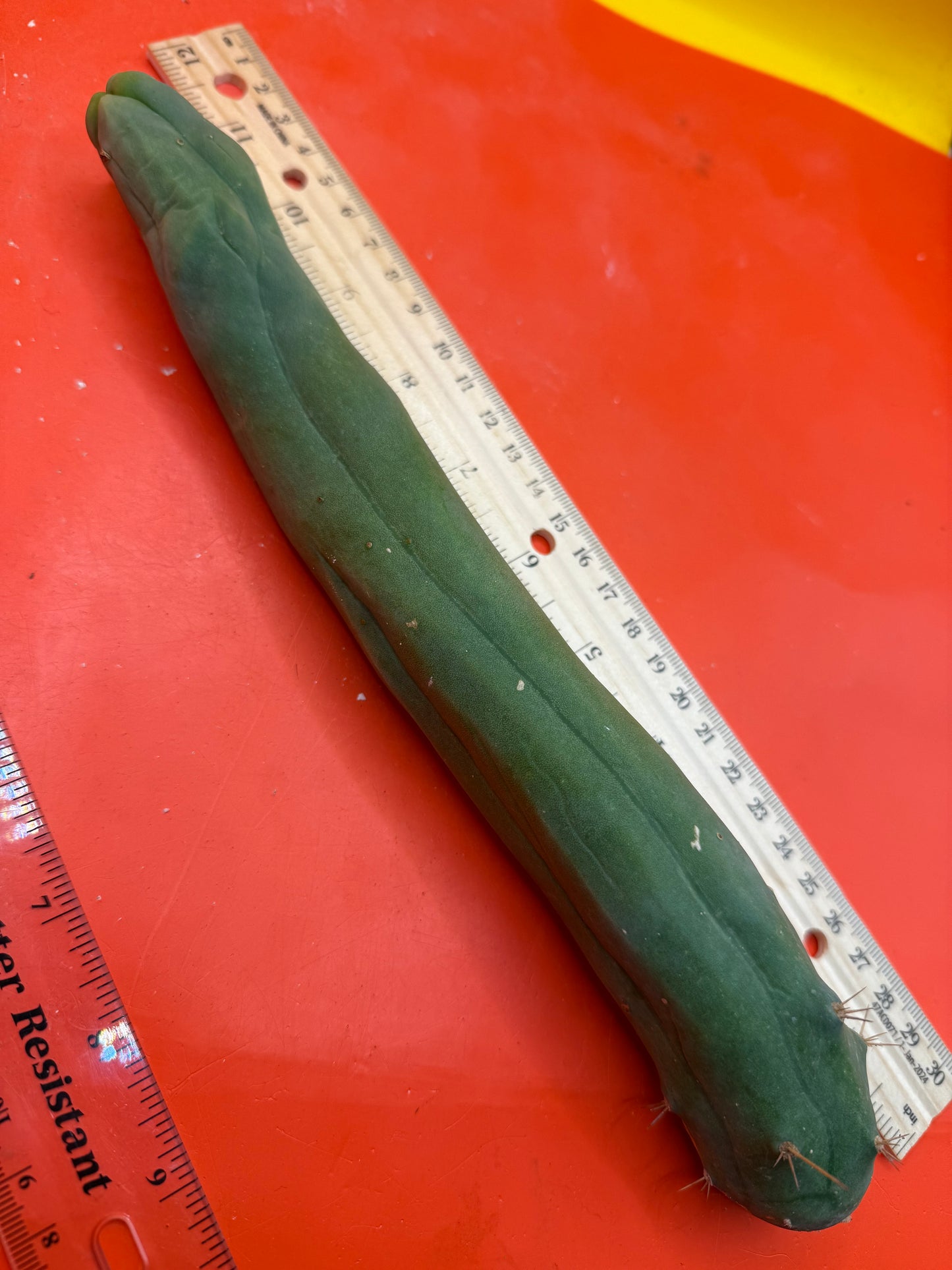 TBM-A long form monstrose cactus !