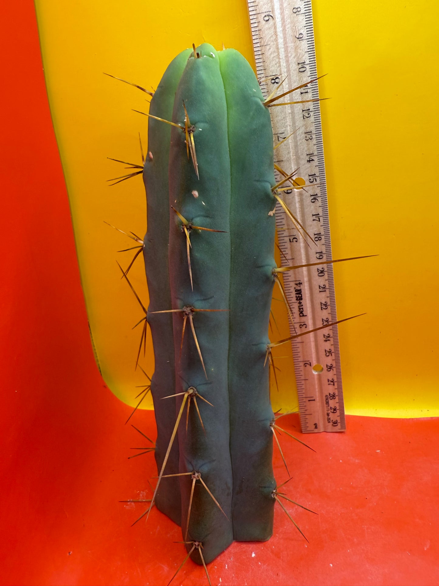 Trichocereus Bridgesii