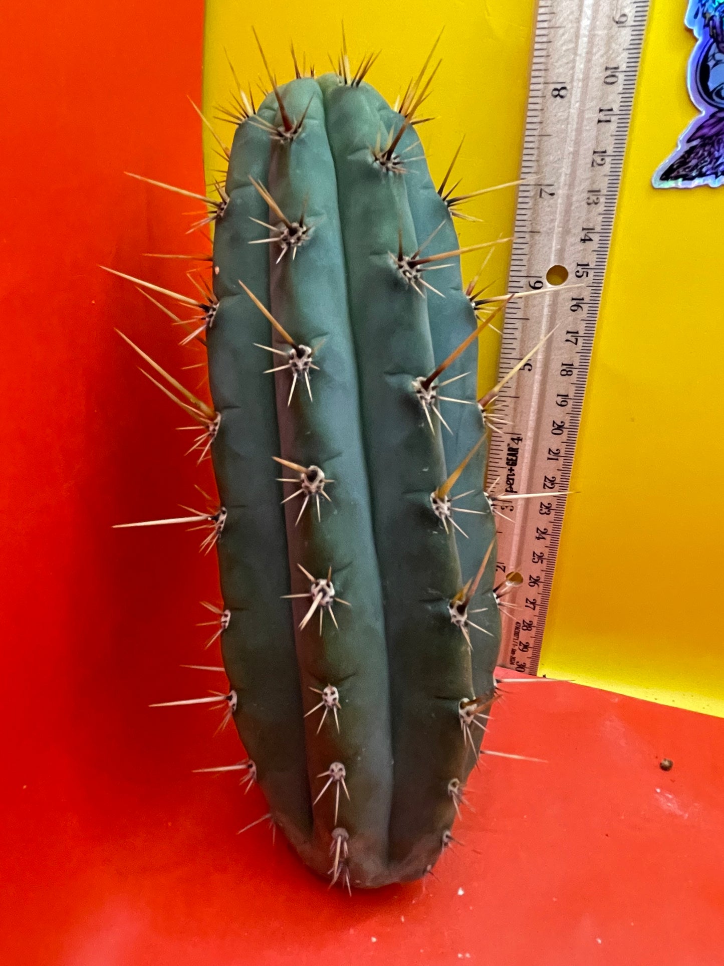 Trichocereus cutting for sale