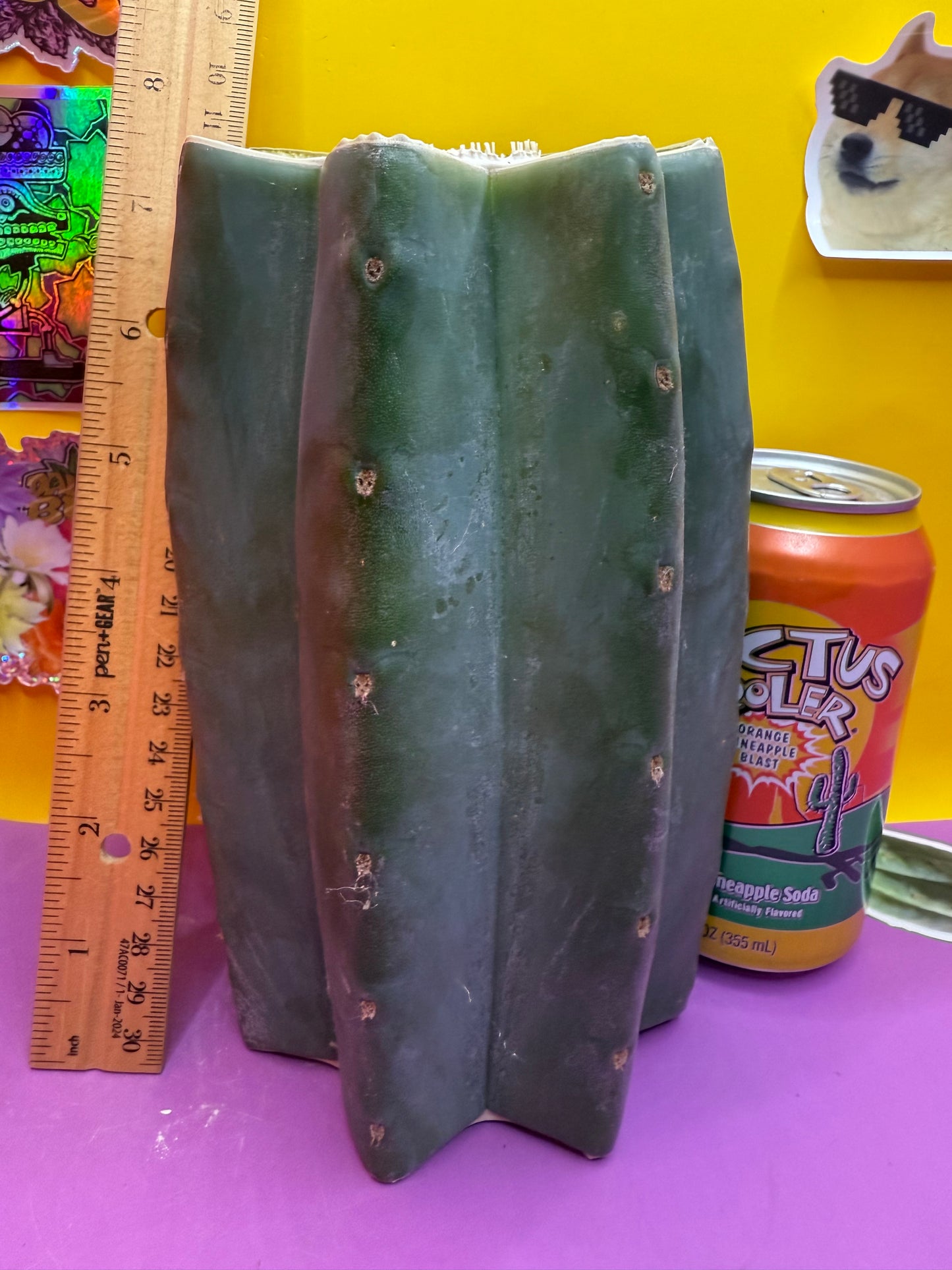 Cahuilla cut !!!