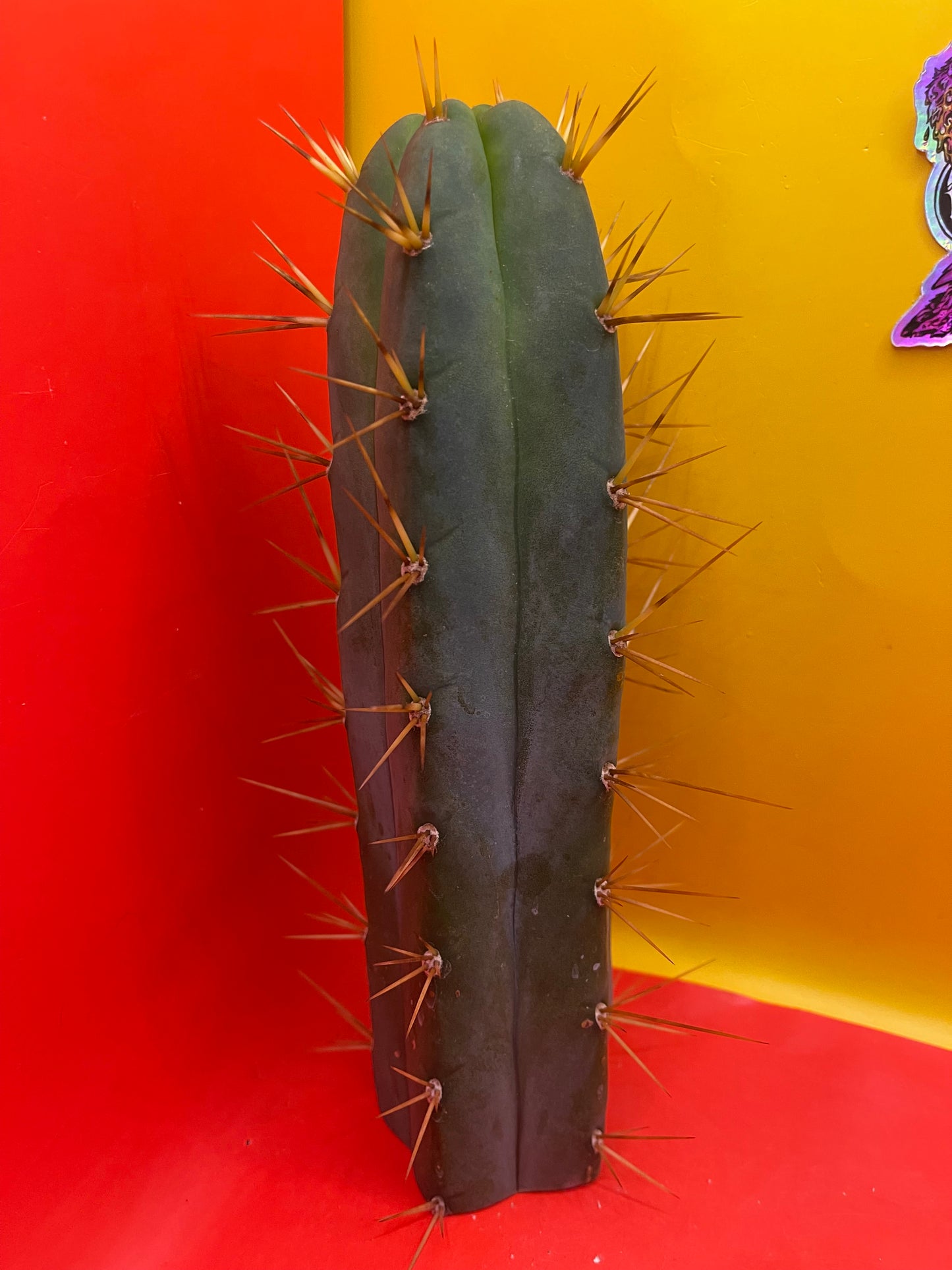 SON OF RON bridgesii