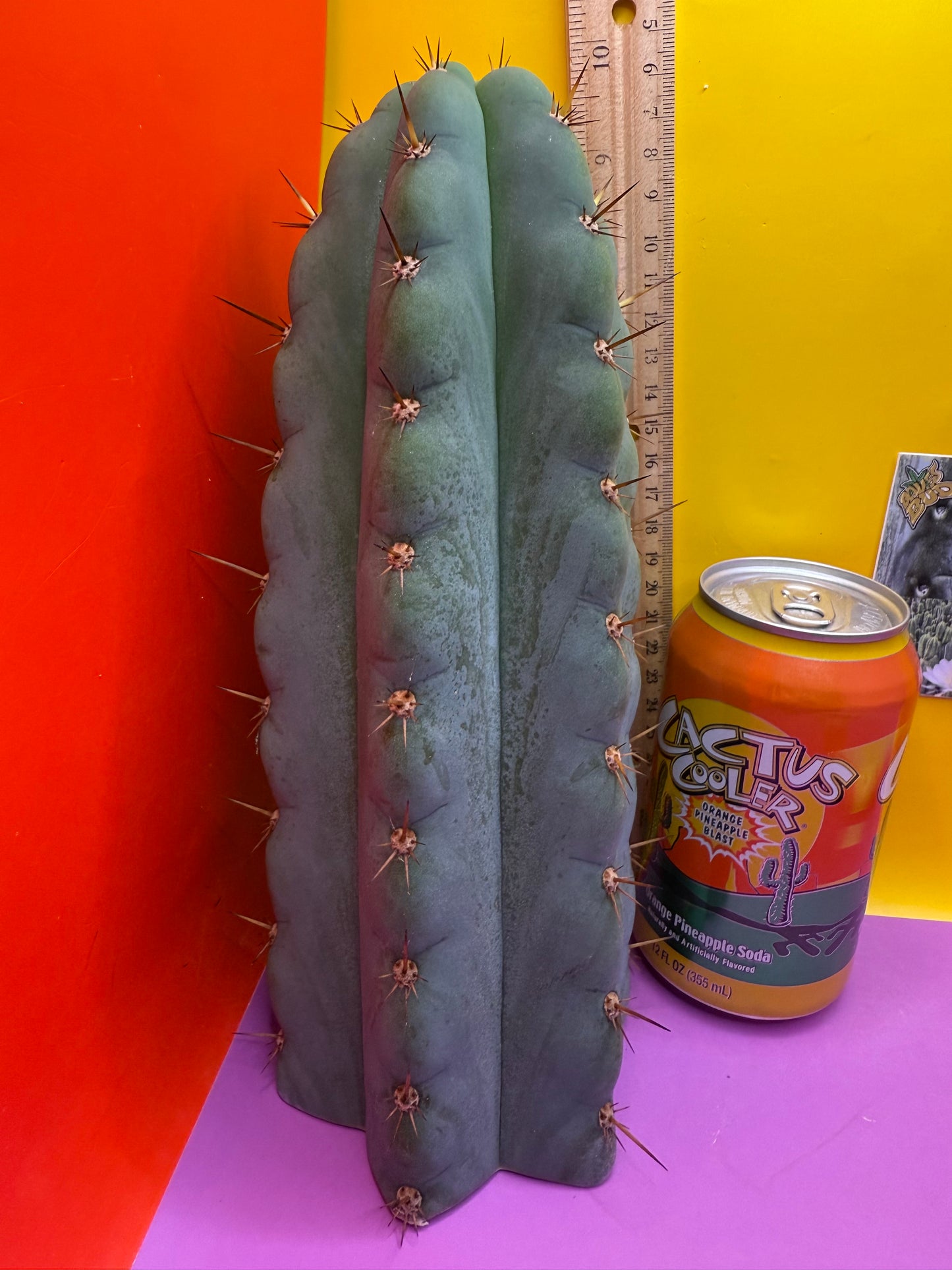 Icaros !! HUGE SAN PEDRO CACTUS