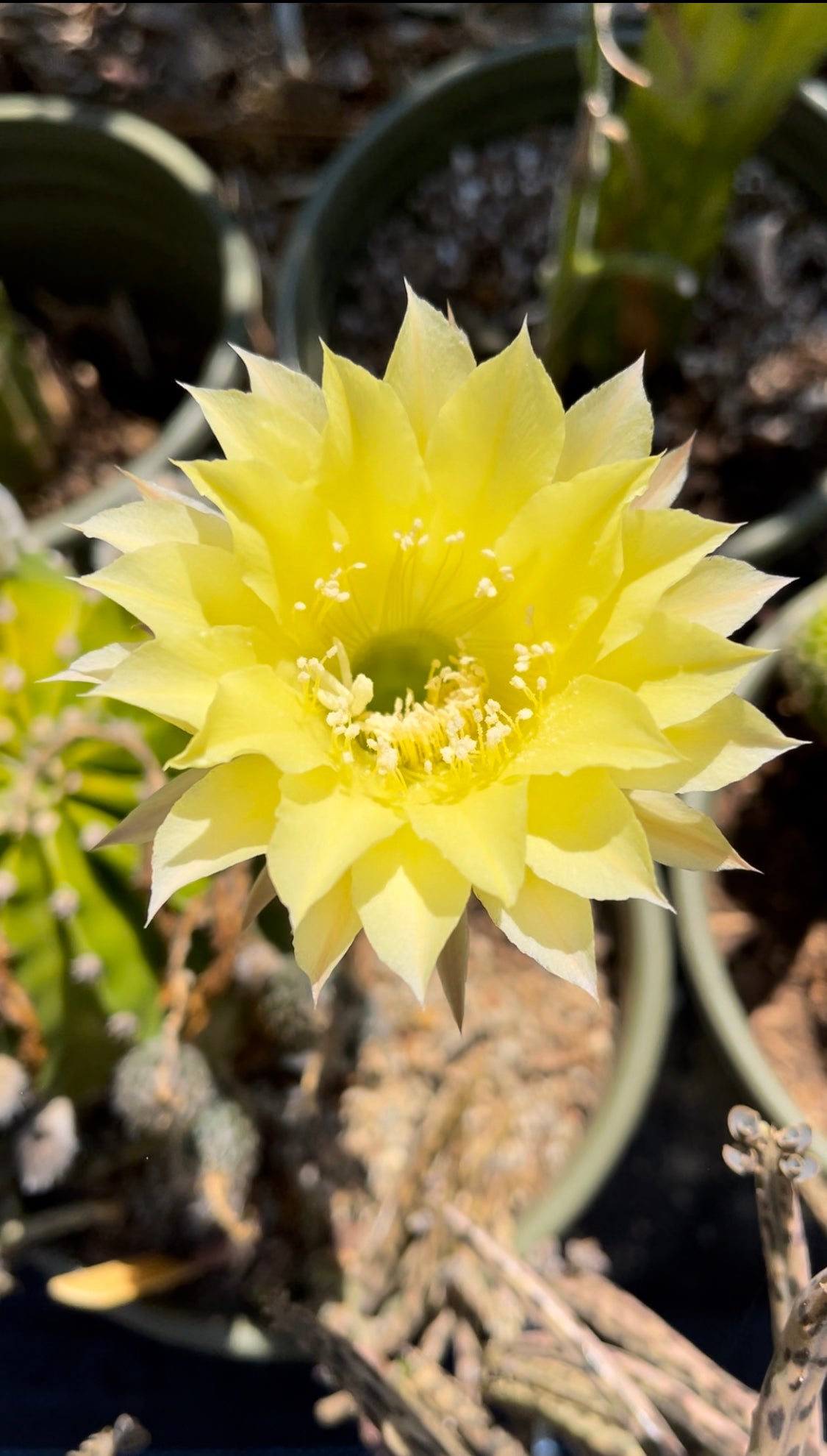 Yellow flowering echinopsis !! Rare seed grown cultivar ! - 50 seeds