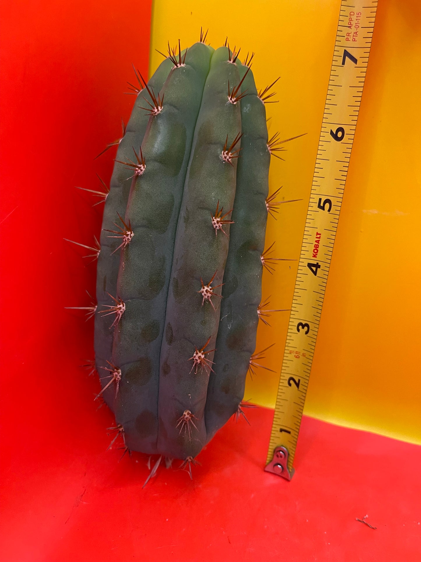 Trichocereus peruvianus