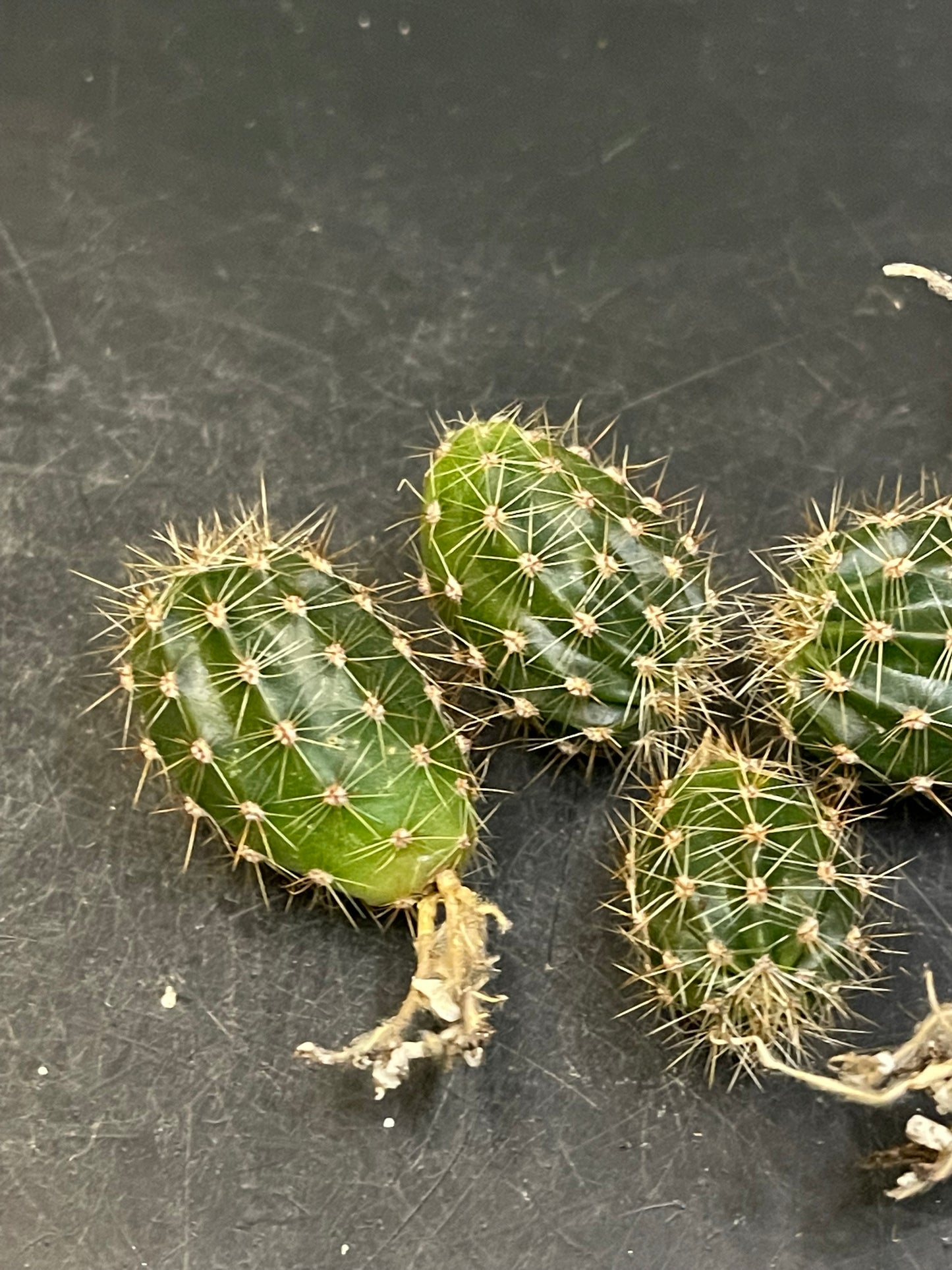 2$ echinopsis pups !!!