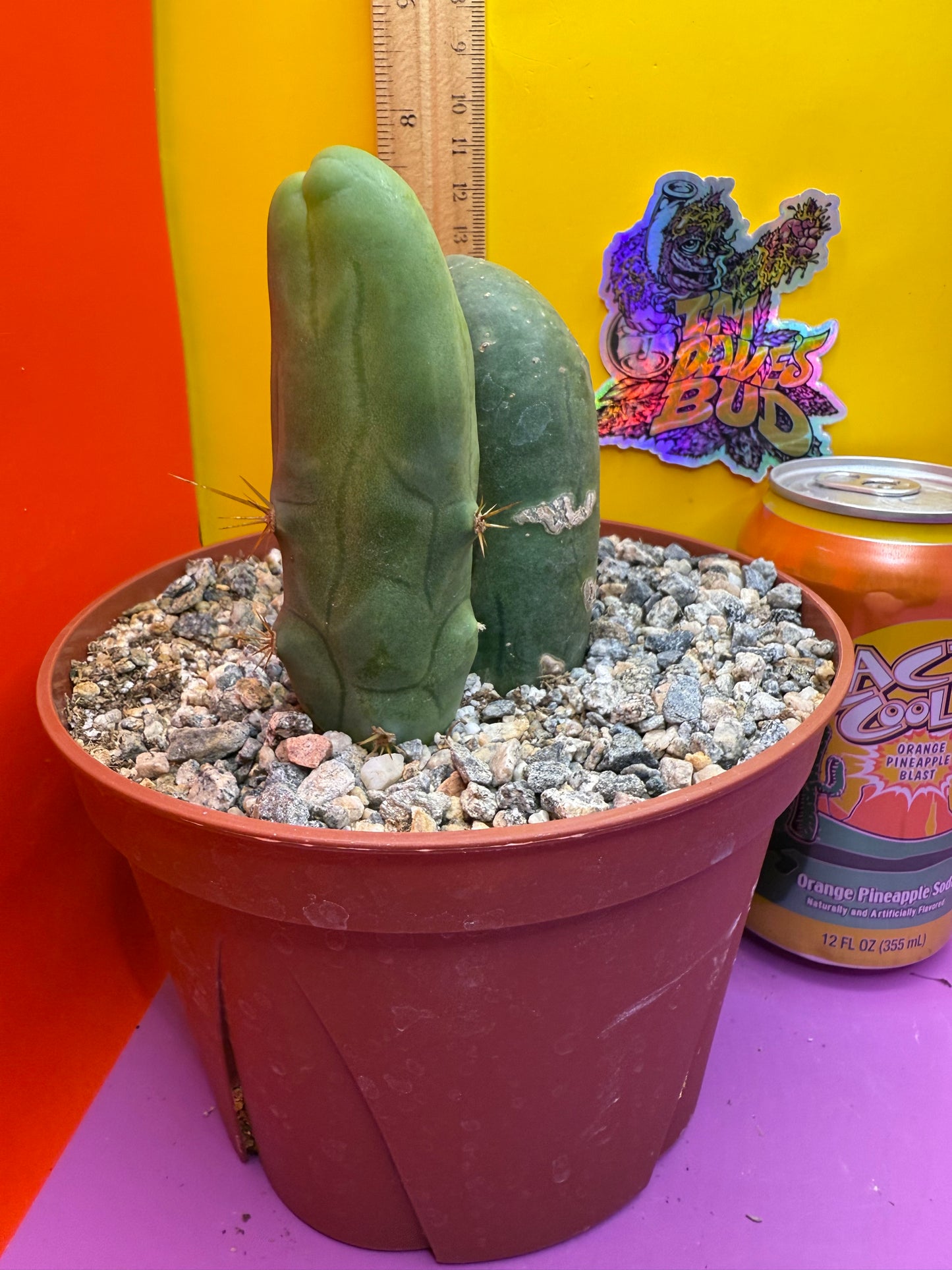 San Pedro Cactus TBM - comes in 6” wide pot !