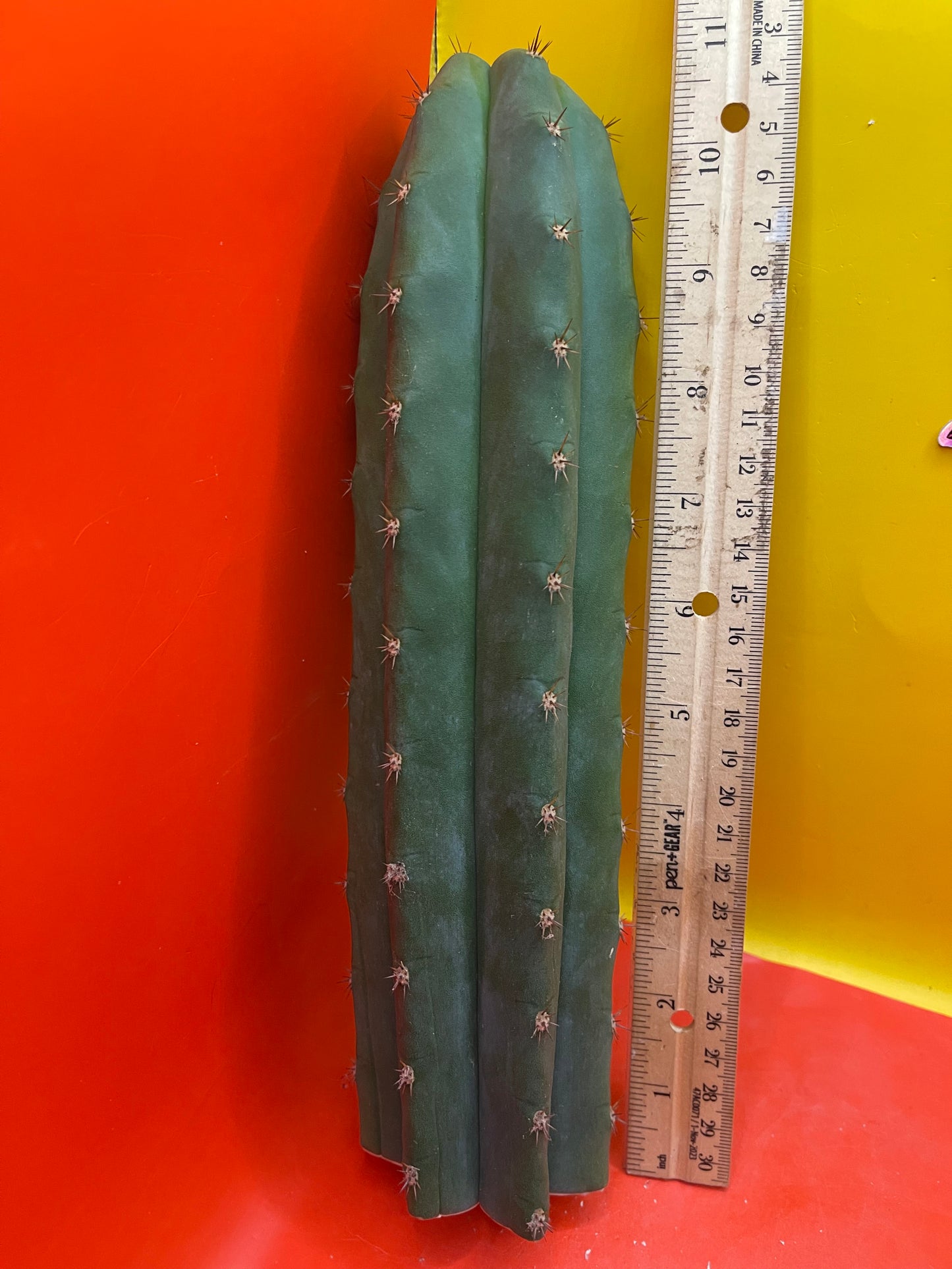 Trichocereus pallarensis x tpm