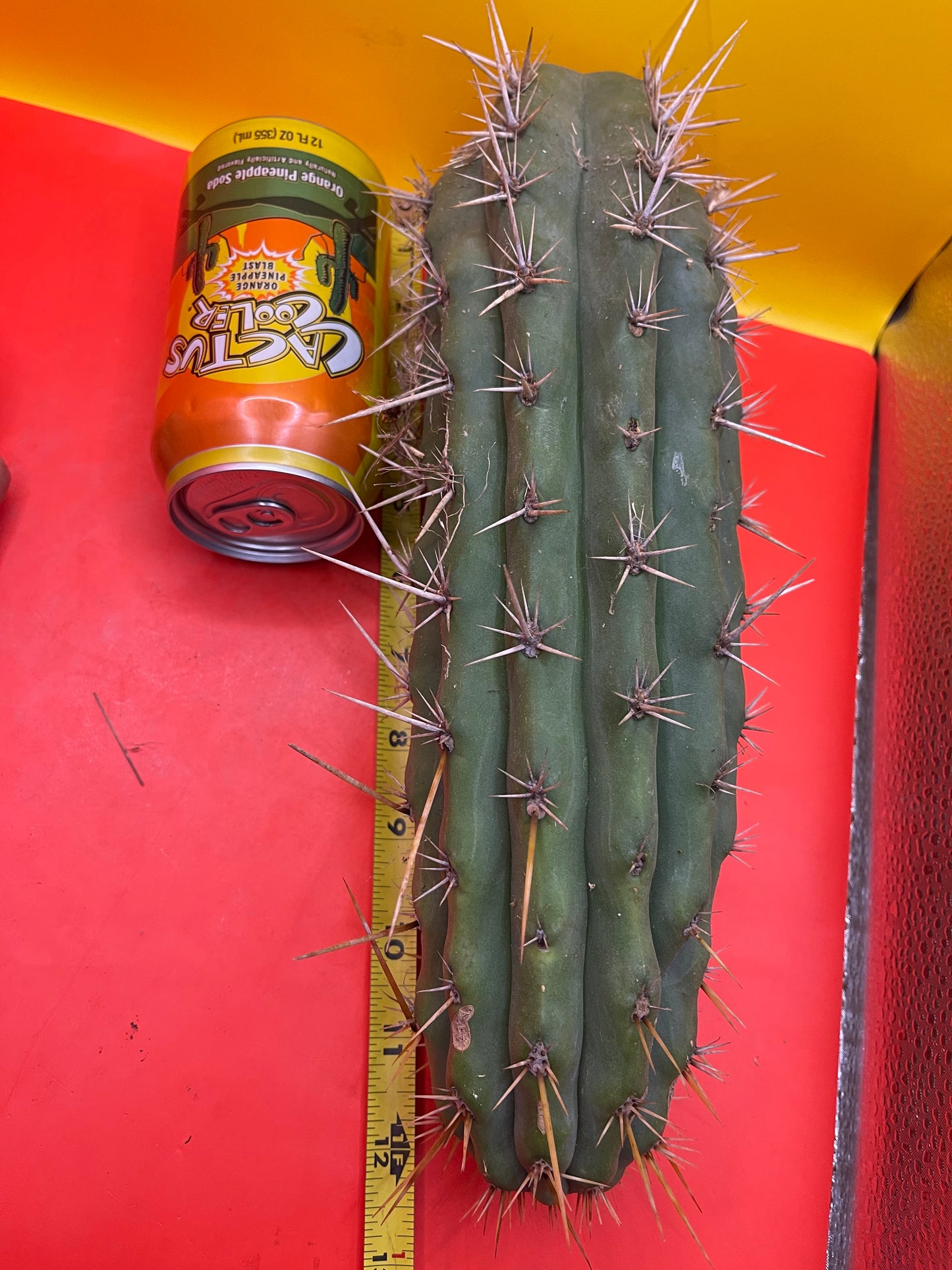 Trichocereus Puquiensis - cv “Linda”