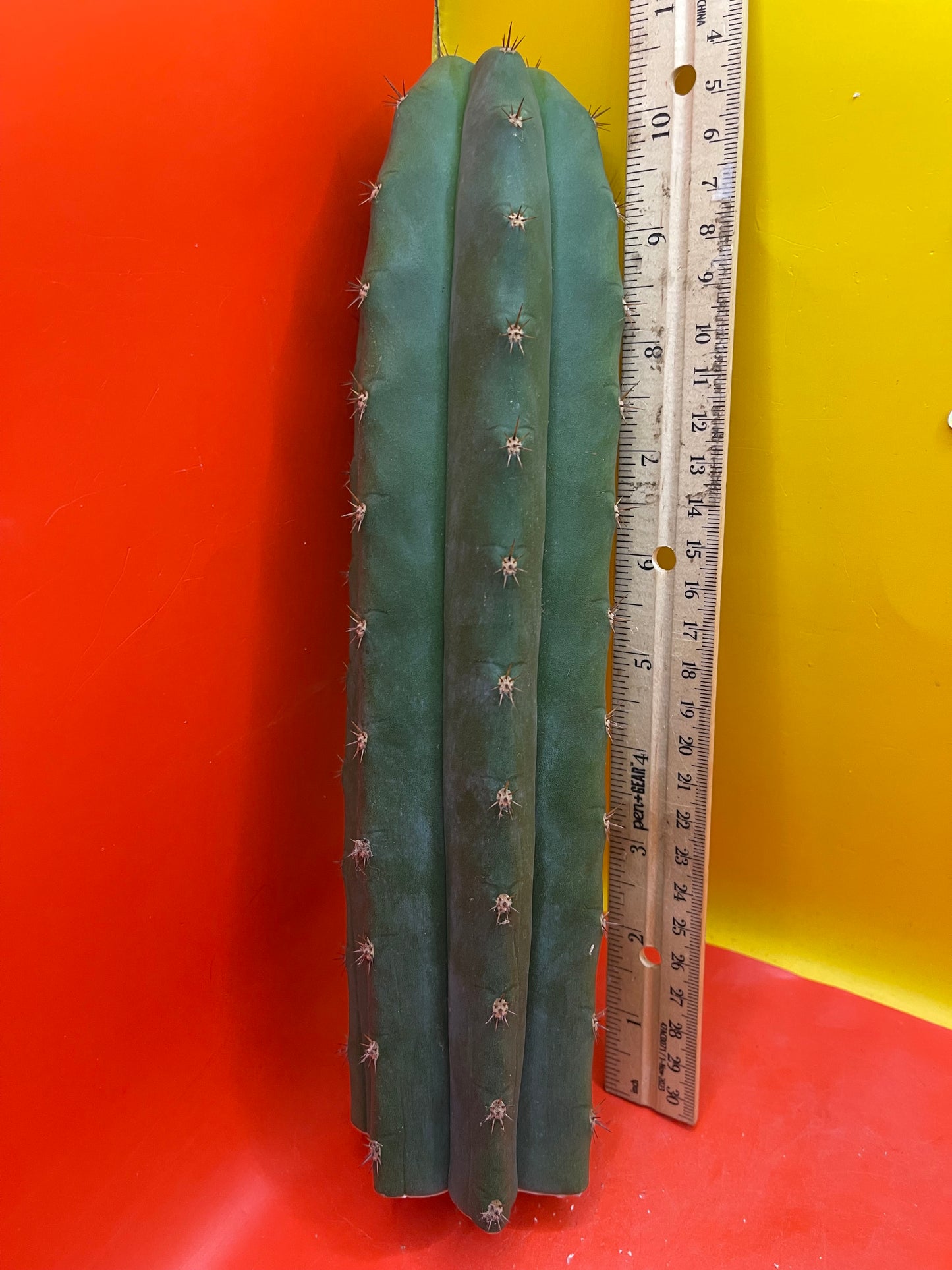 Trichocereus pallarensis x tpm