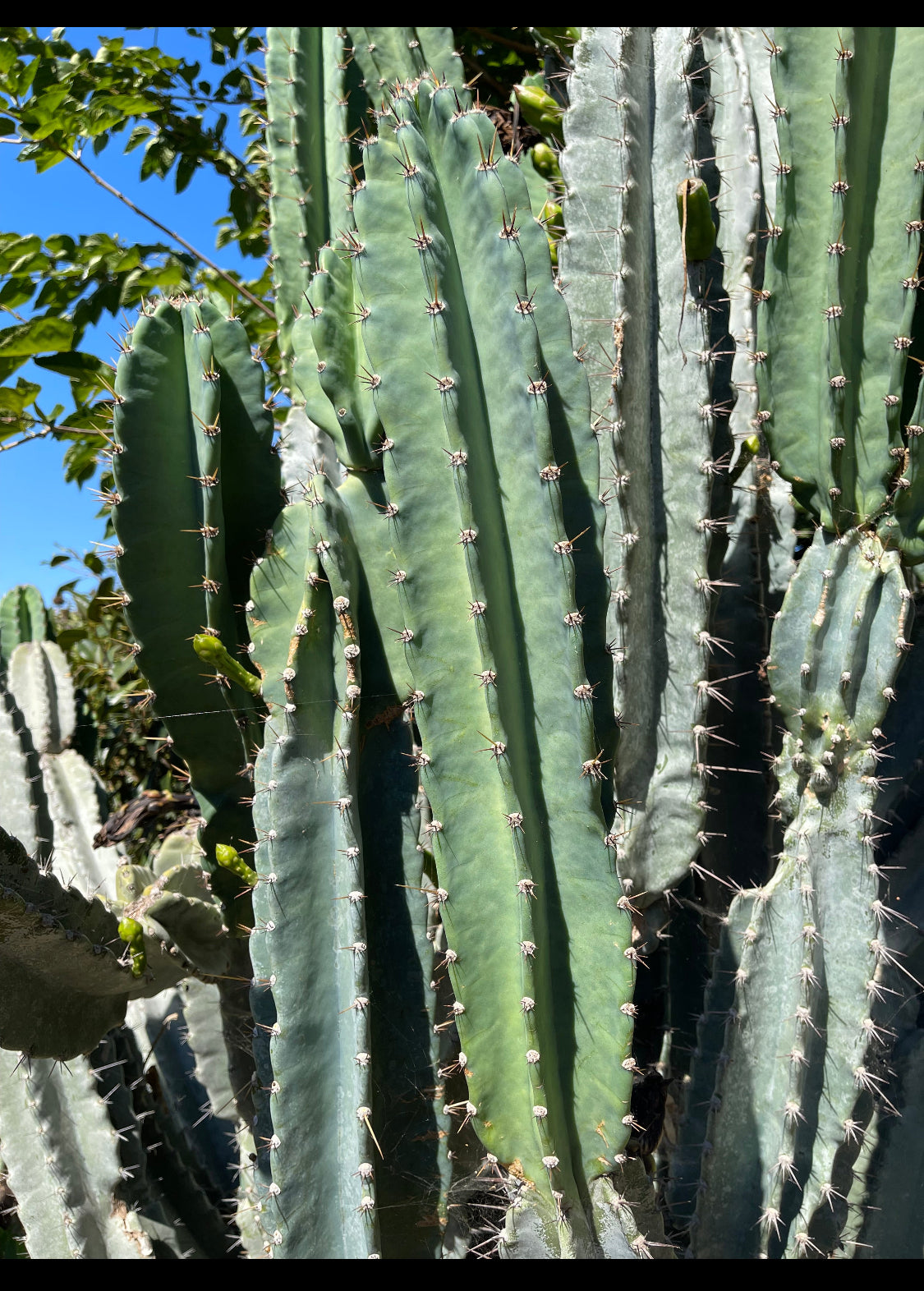Free cactus seeds !!