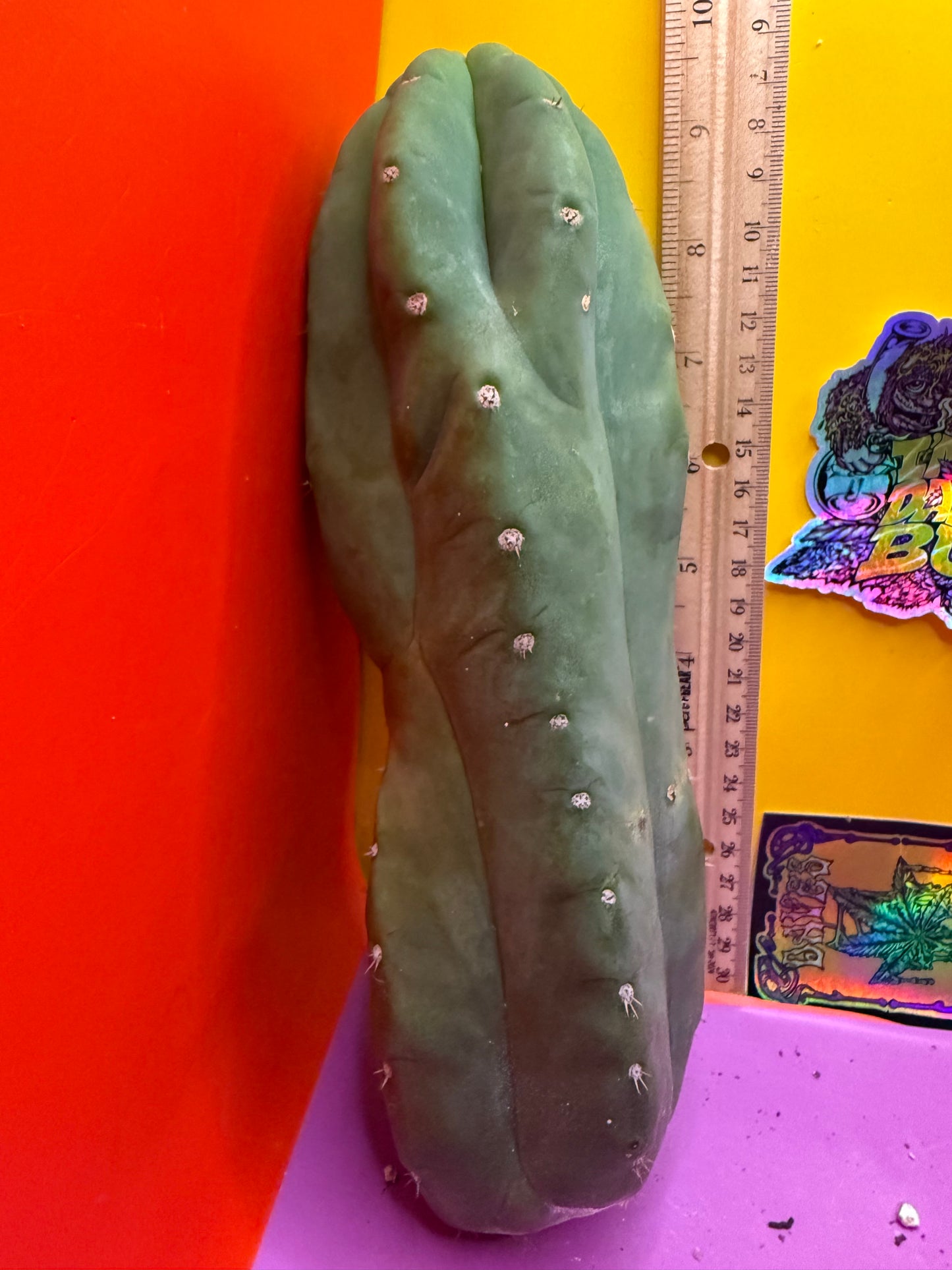 Cahuilla !!