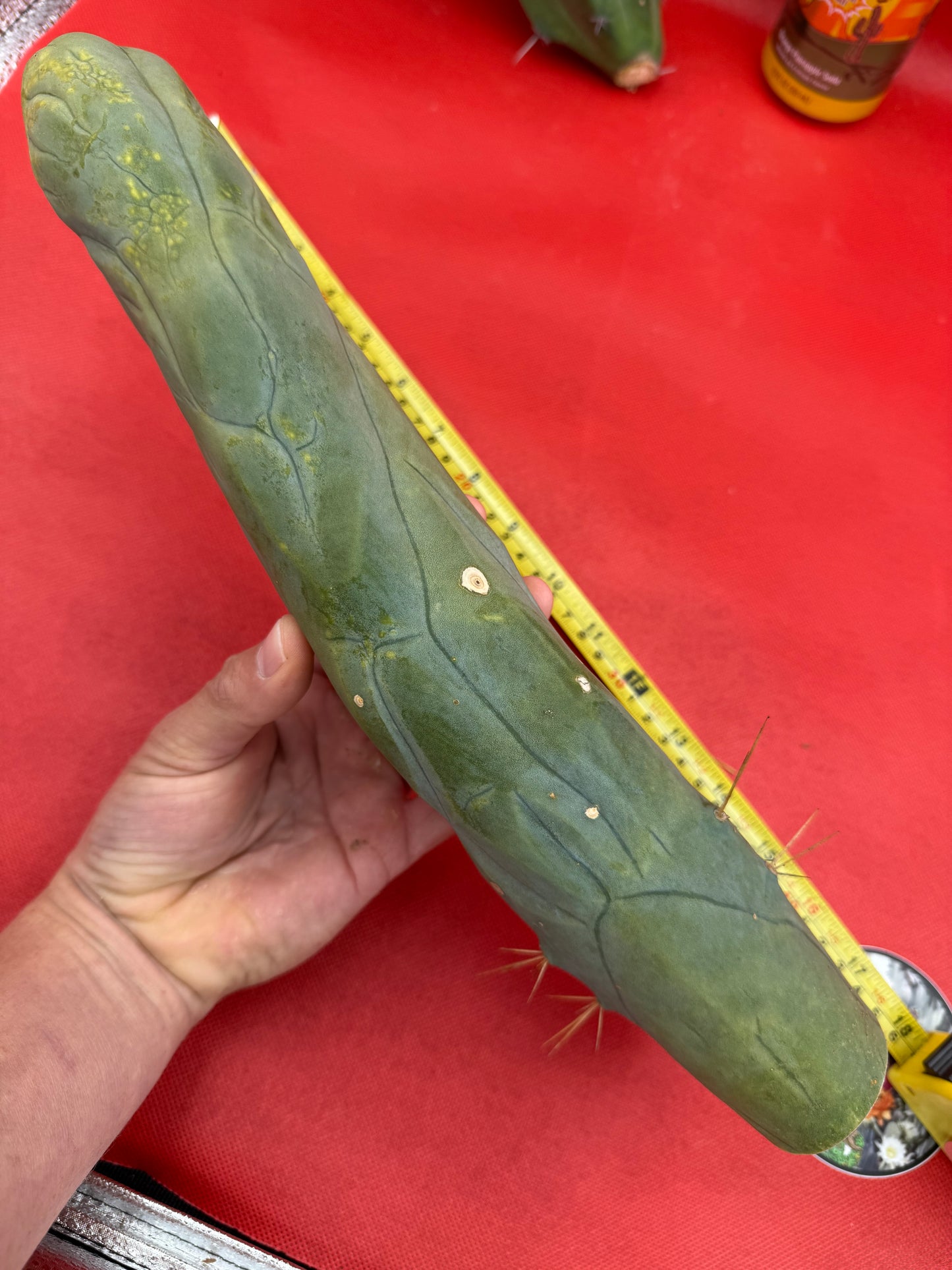 TBM-A well over a foot long !