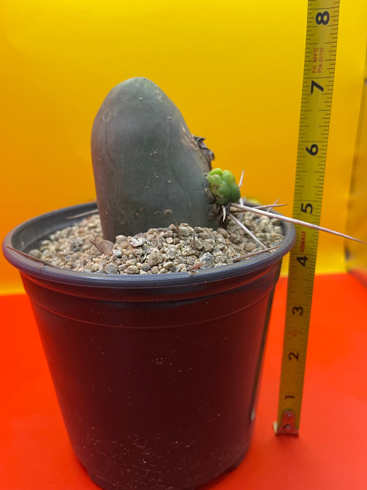 TBM , type B - comes in pot !