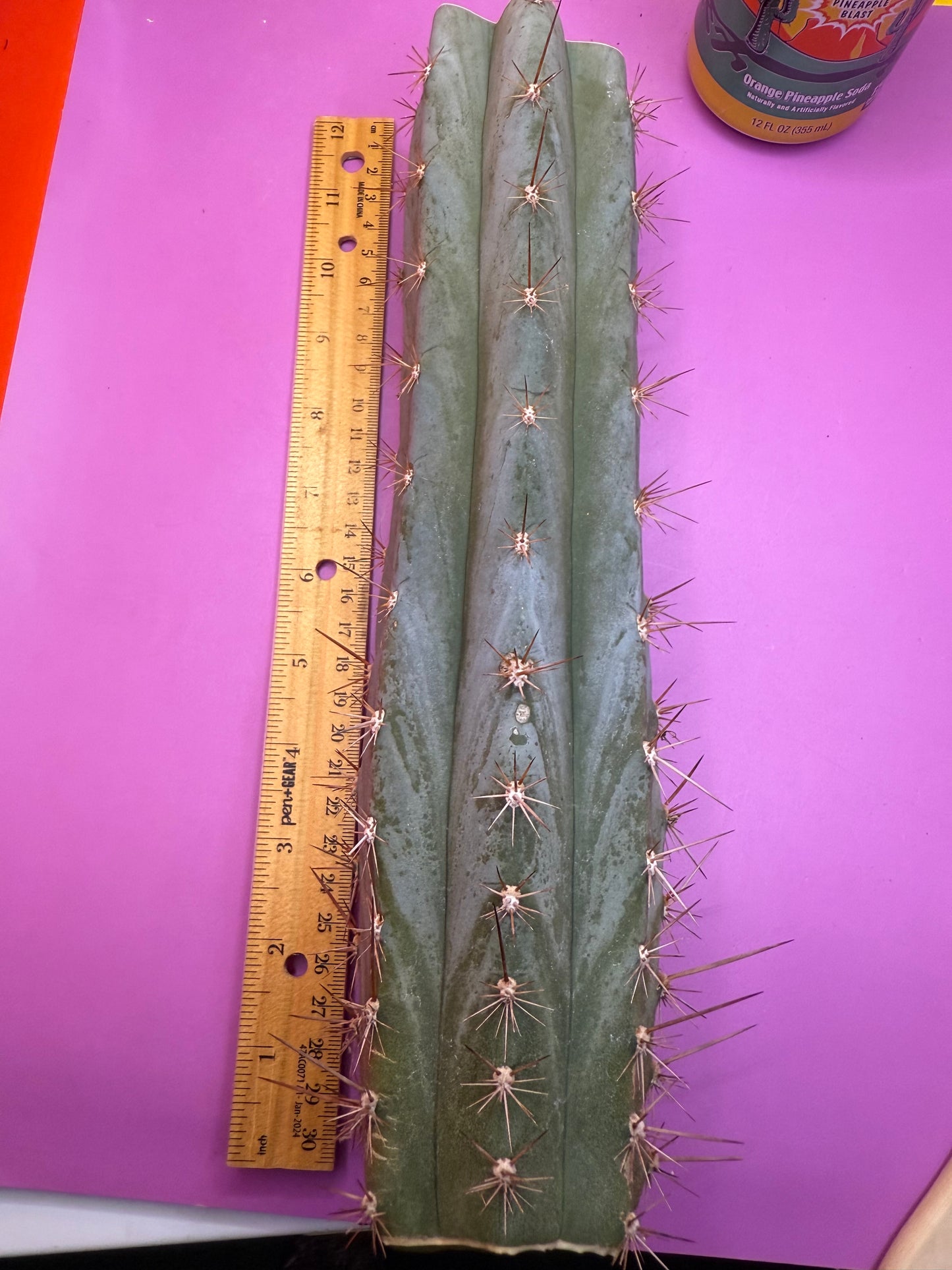 Sharxx Blue O.p. , this exact mid section cactus cutting