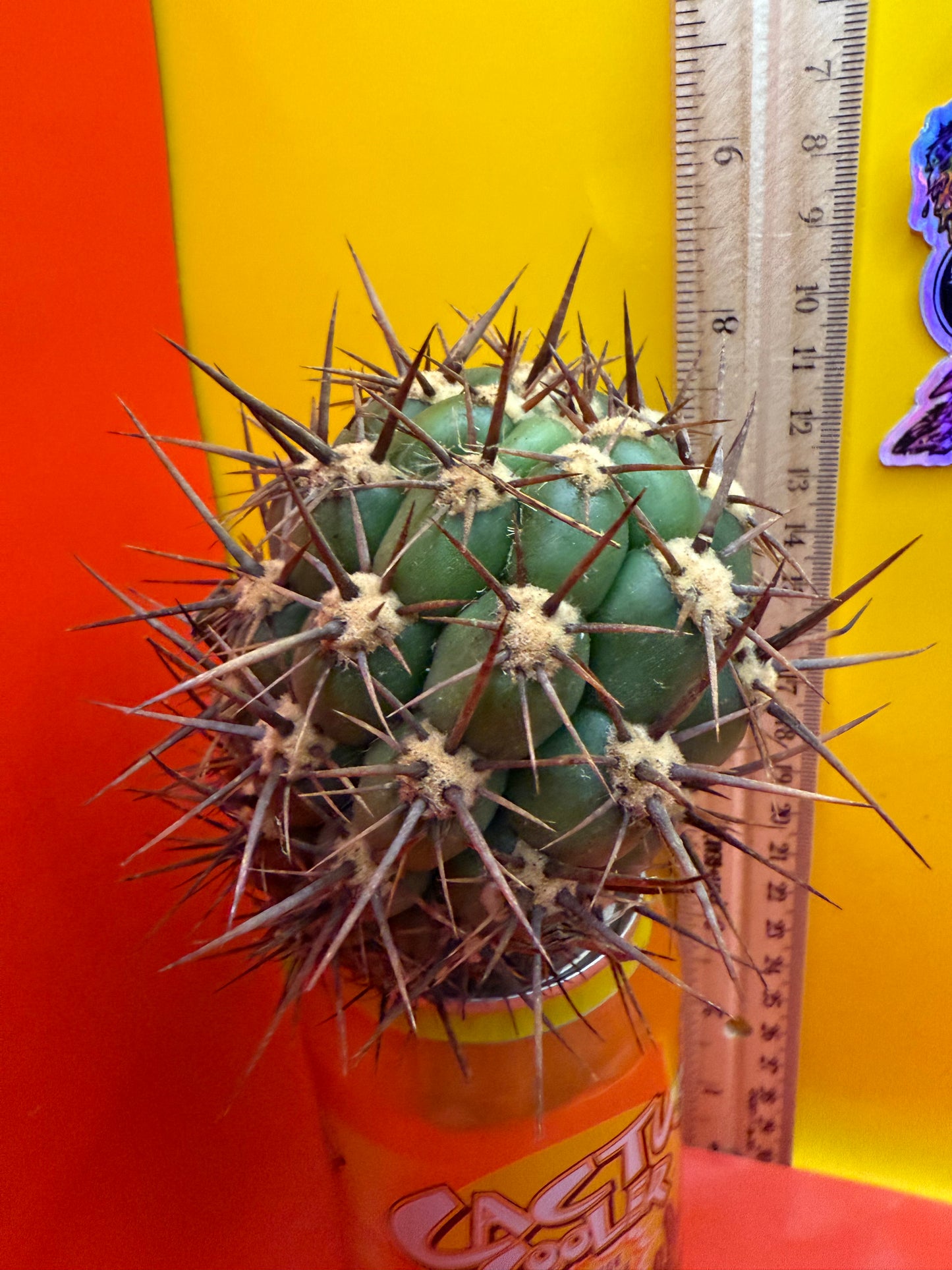 Exact cactus - Trichocereus Tacaquirensis
