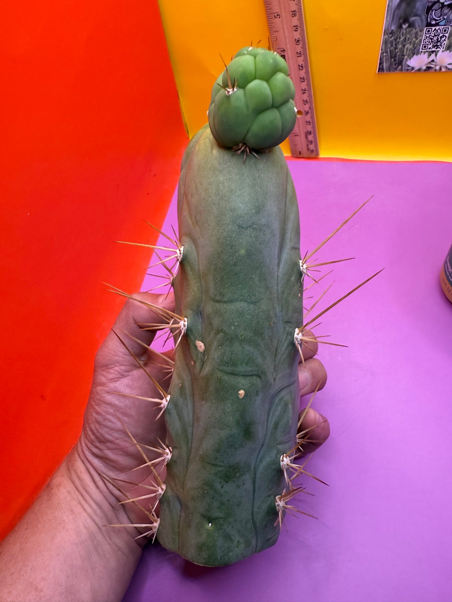 Big Thic Bruce’s Dragon 🐉