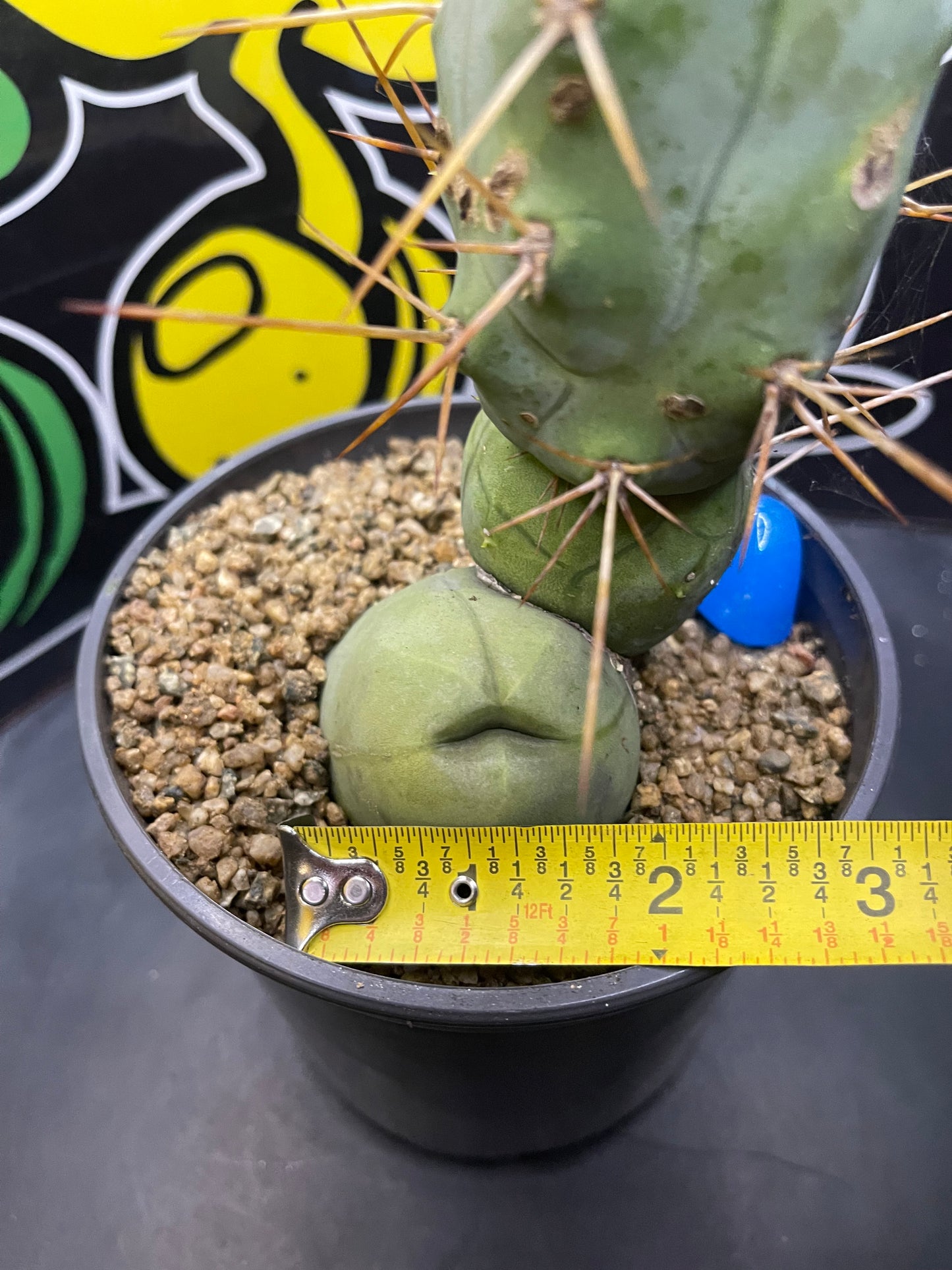 Tbm CACTUS