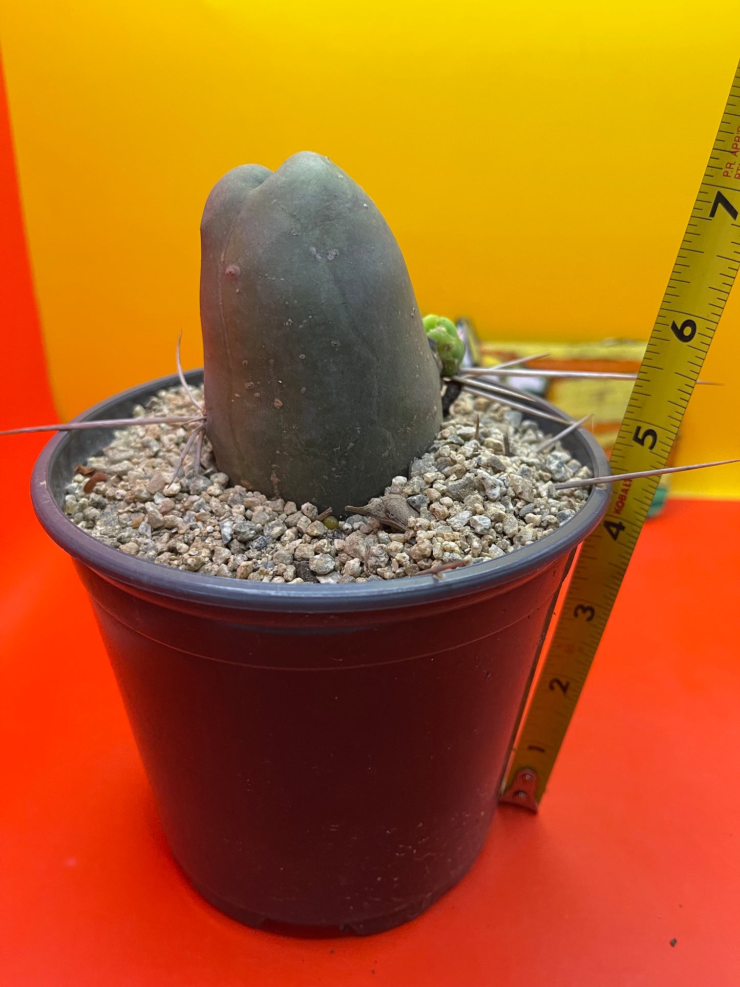 TBM , type B - comes in pot !