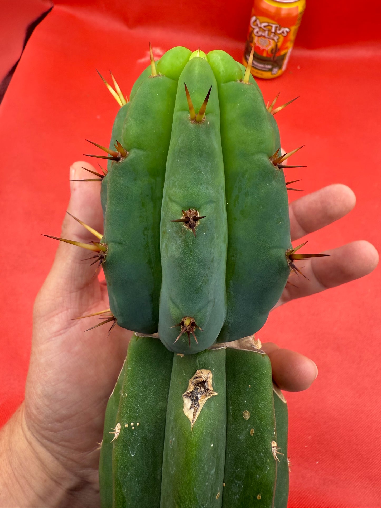 GRAFTED PALA