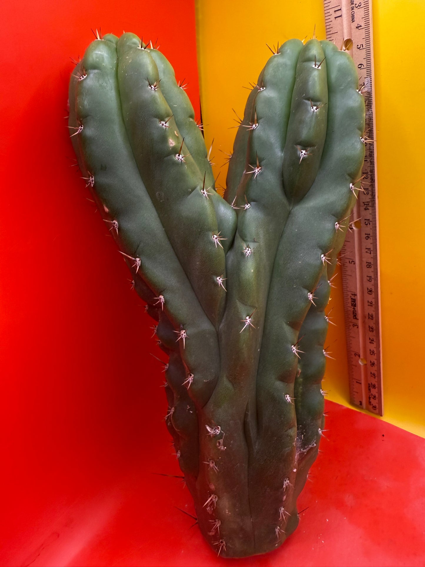 San Pedro weirdo !! - TPM !Dicot double header  !!!