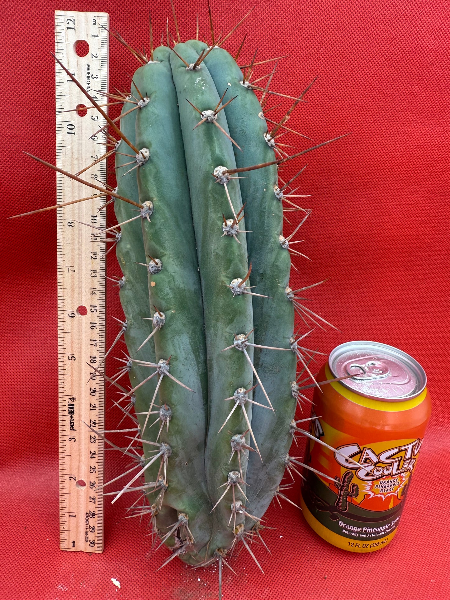 Trichocereus  “Serra Blue” this exact cutting