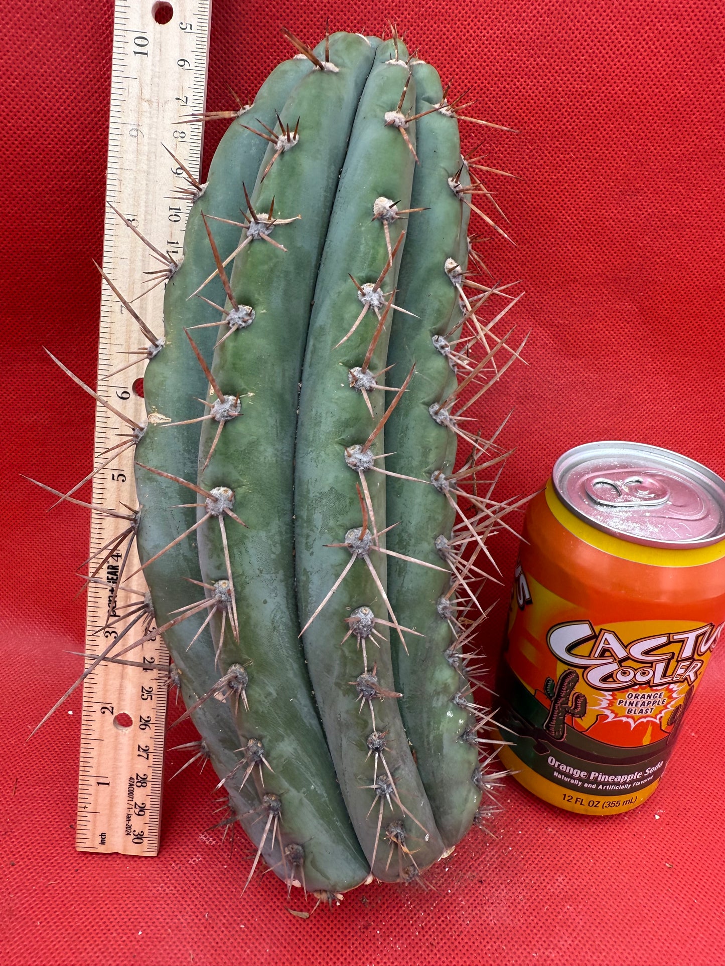 SERRA BLUE San Pedro Cactus ! 4” thick this exact cut!!