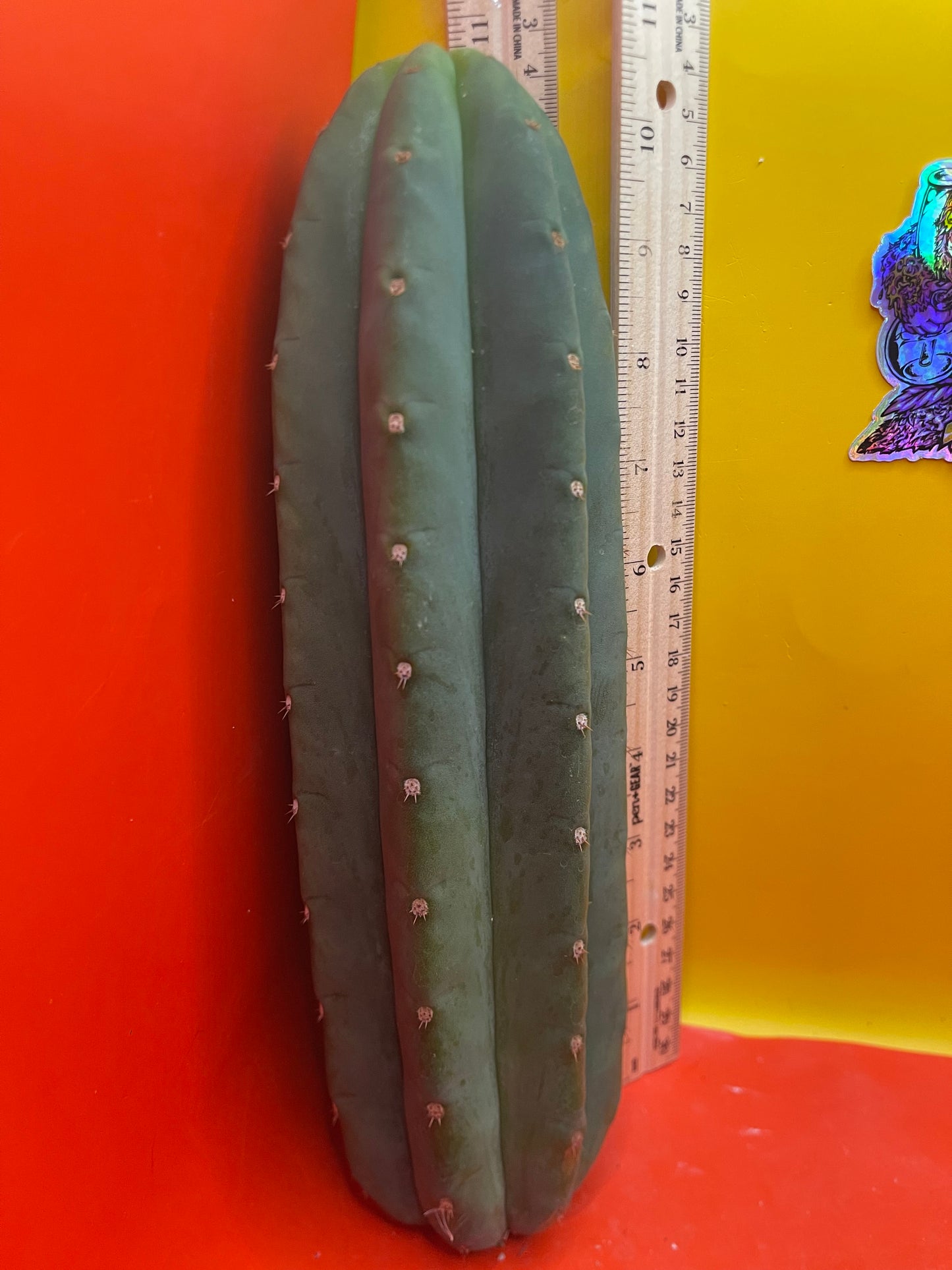 Cahuilla cactus cutting ready to be planted !