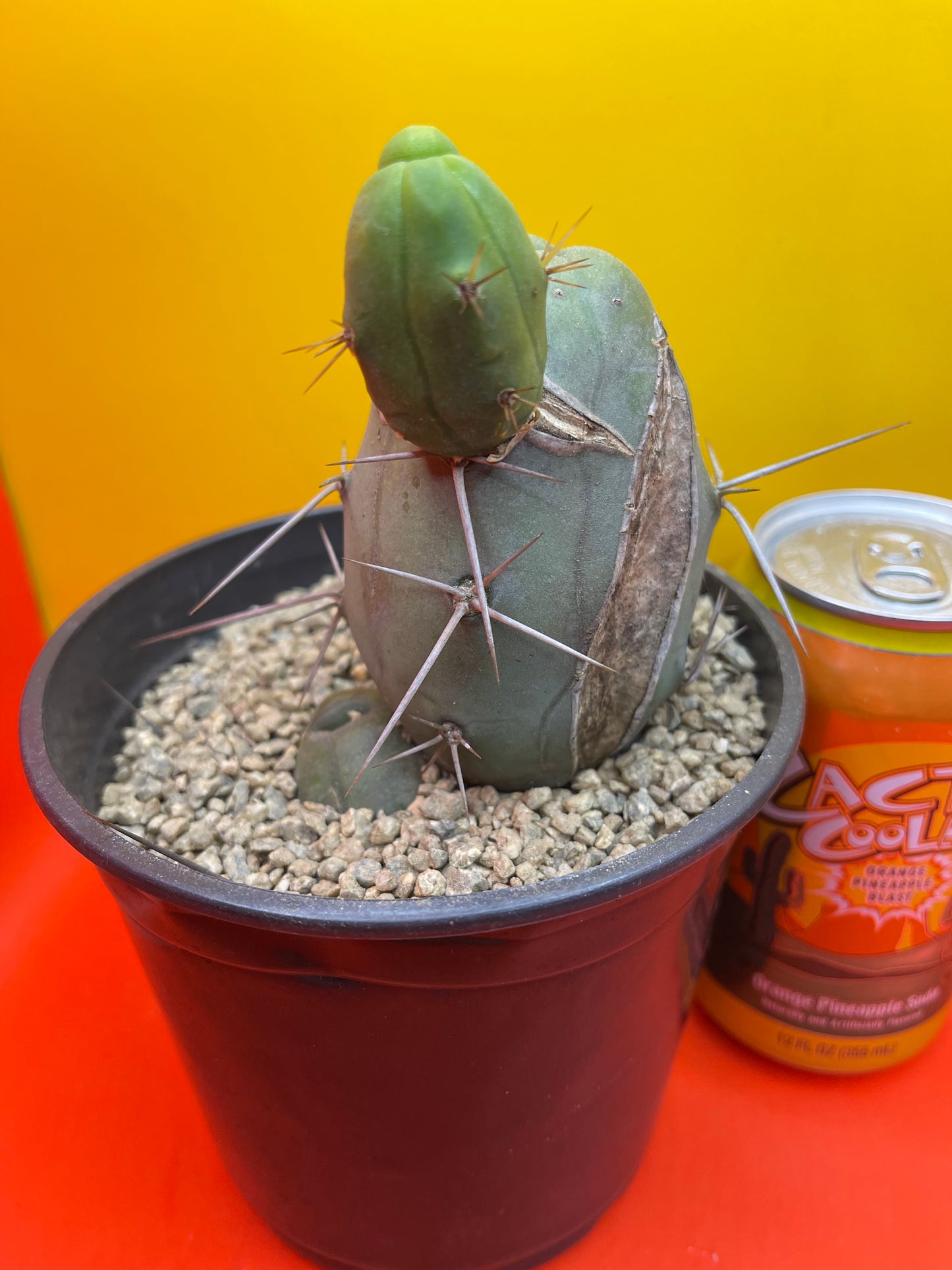 CACTUS !