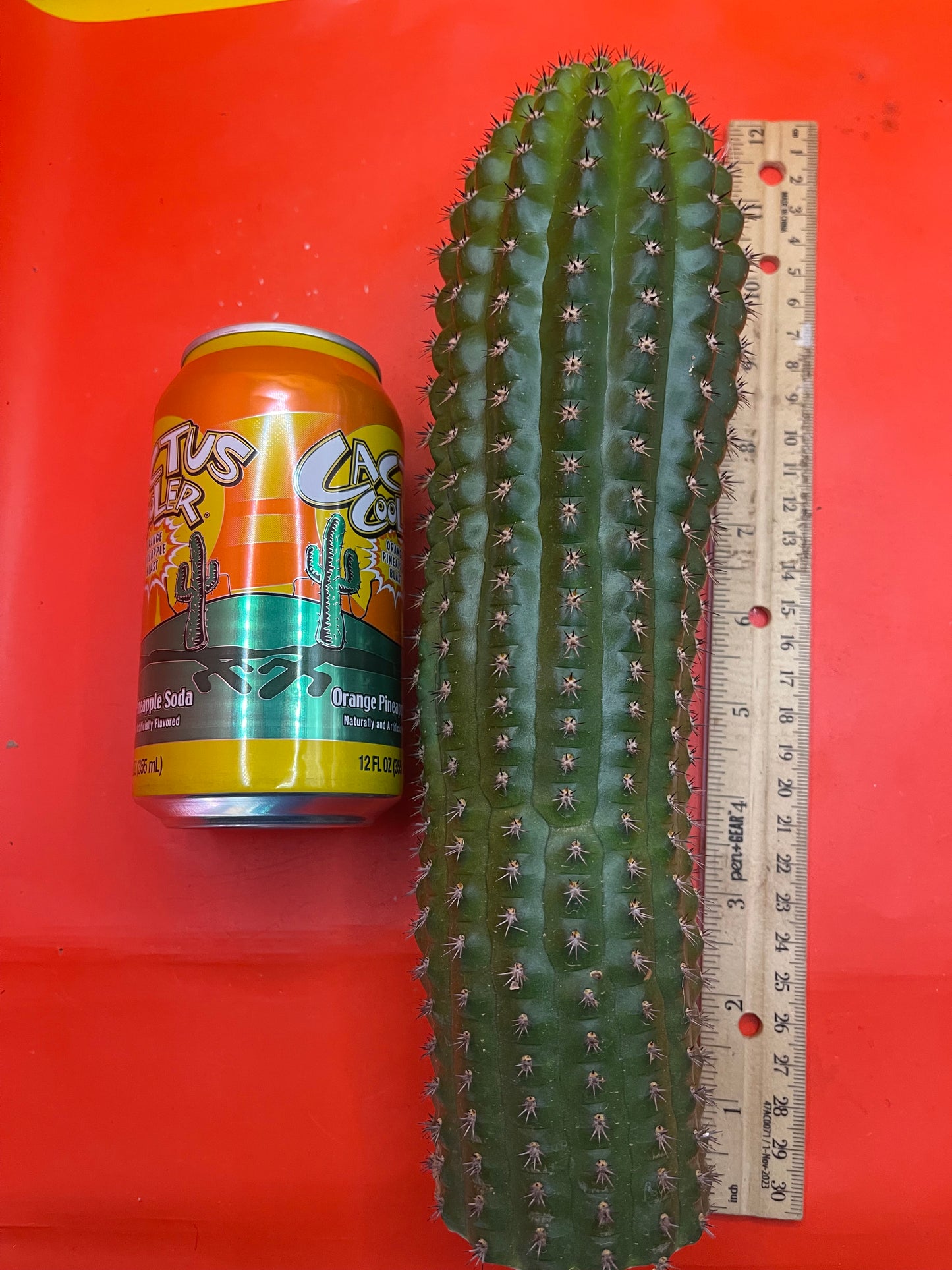 Trichocereus Brevispinulosus