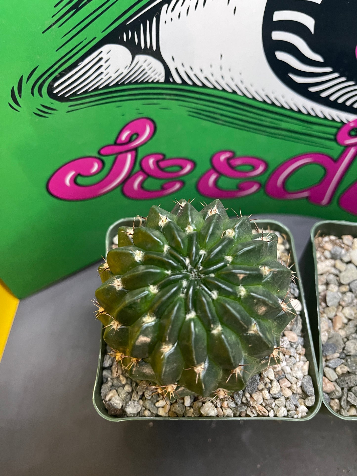 Lobivia !!!!These get Big gorgeous flowers , can be cross pollinated with trichocereus !!