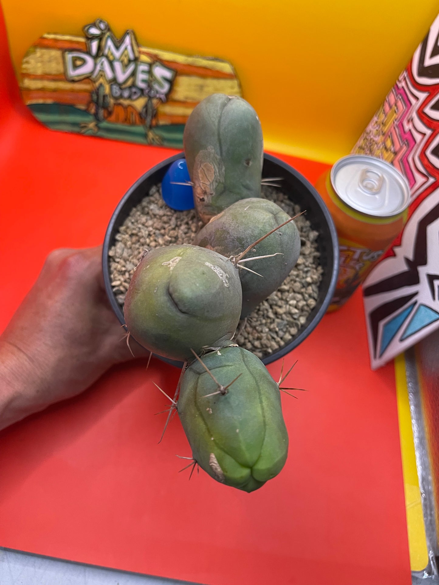 Tbm cactus
