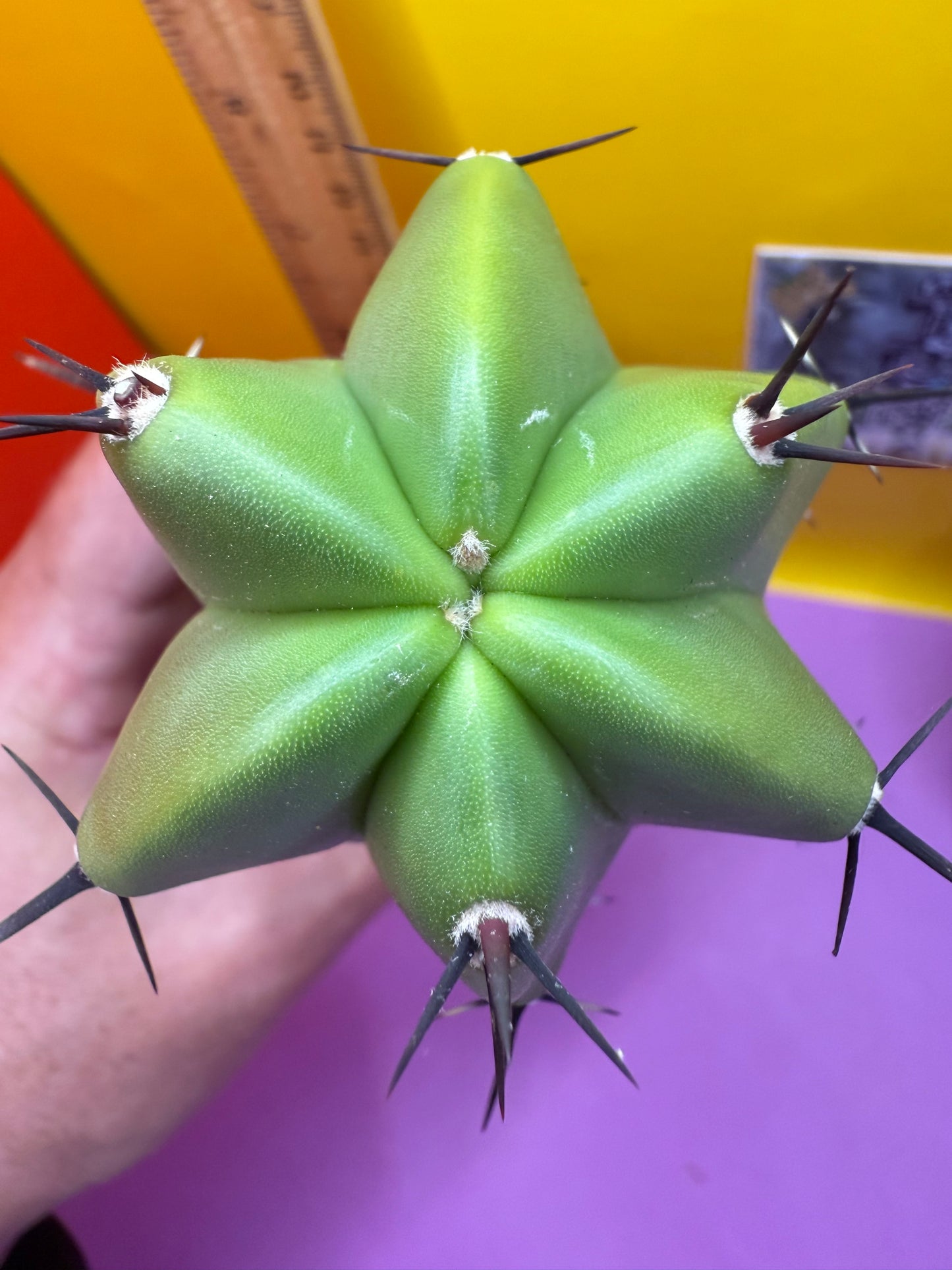 GREEN Myrtillocactus !!