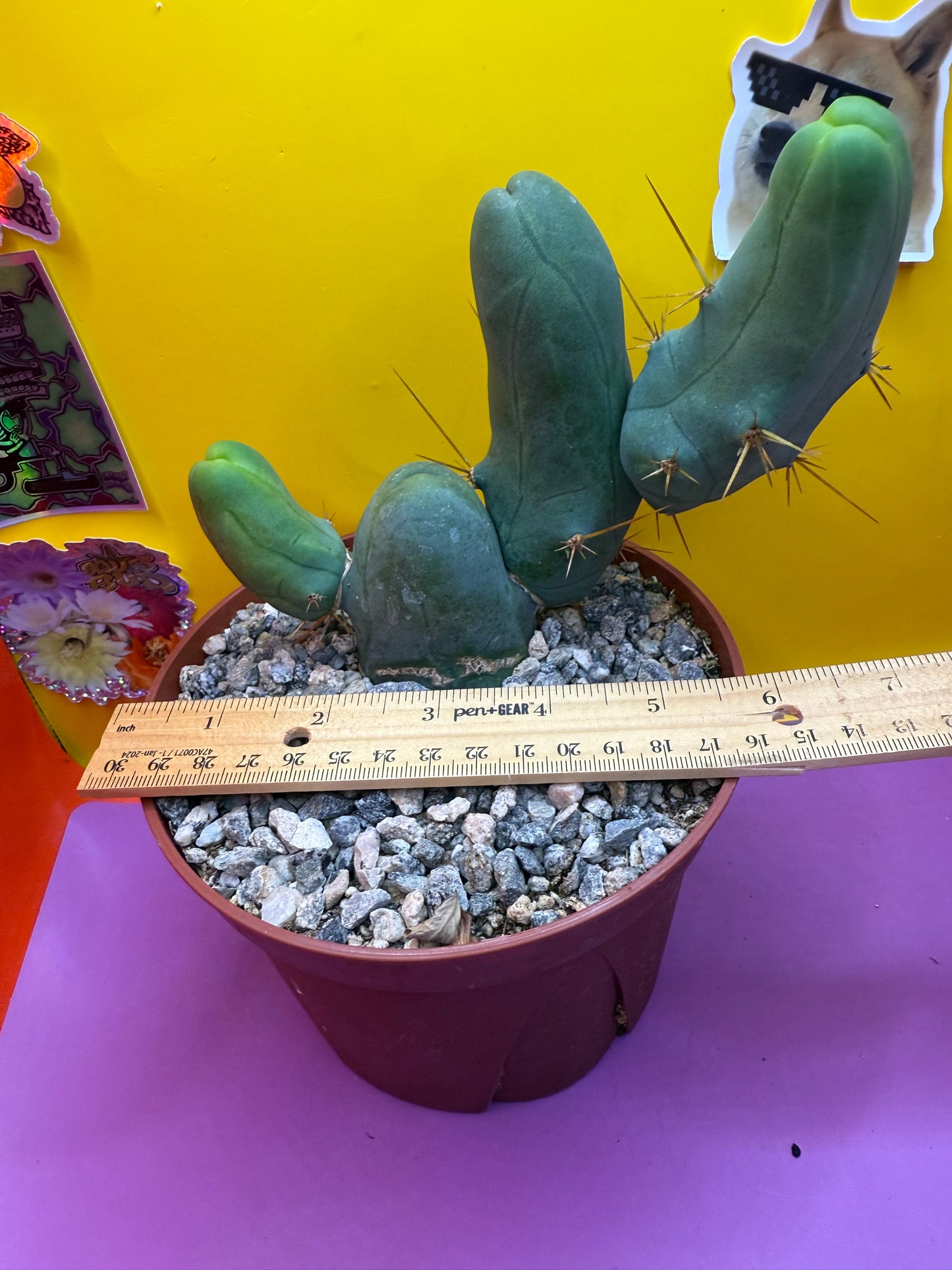 Tbm in 6” wide pot with 4 segments
