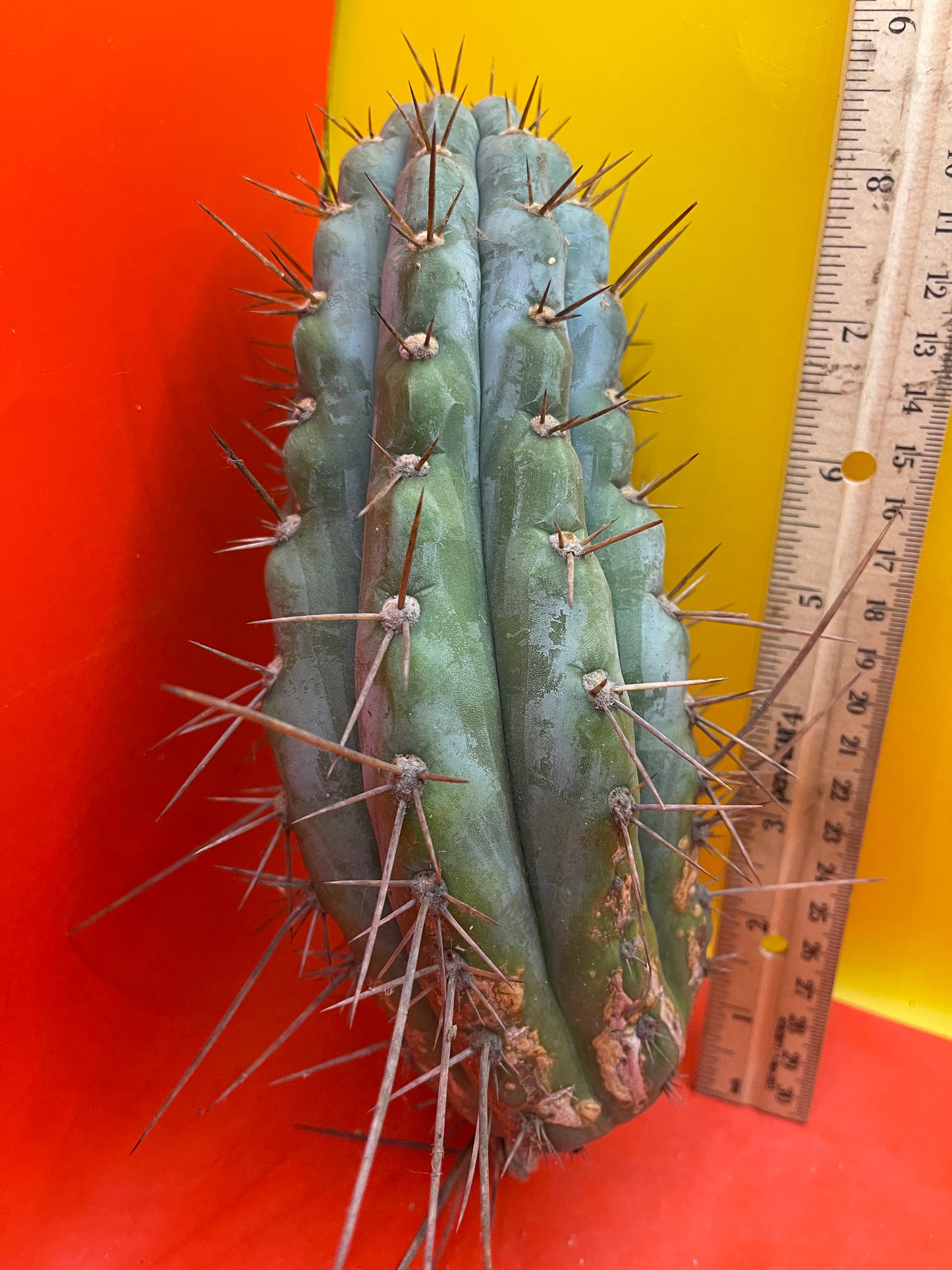 Serra Blue trichocereus cactus cutting (San Pedro )