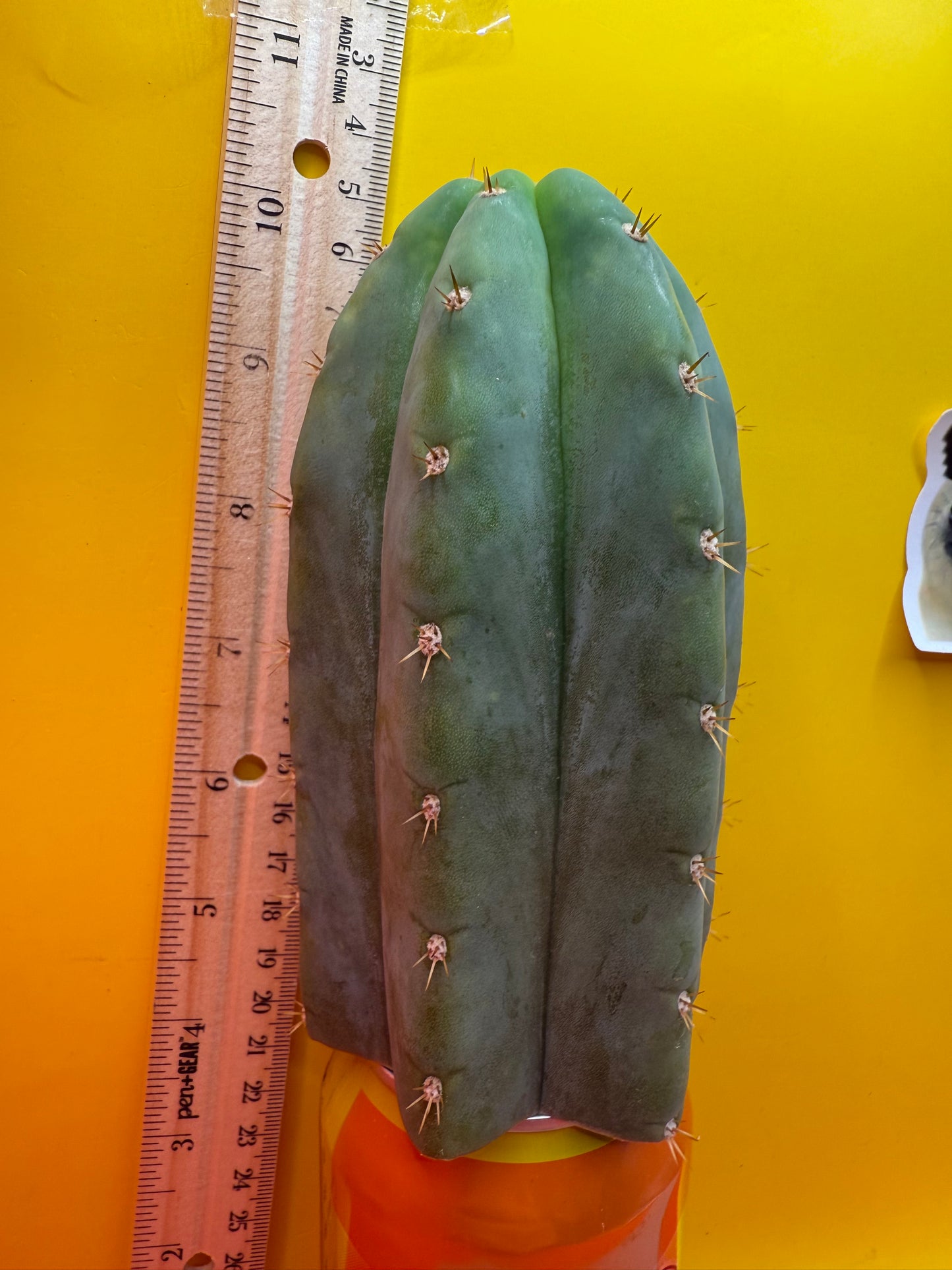 Jacks Juuls JJ O.P. “Type-A” Seed grown cactus cutting