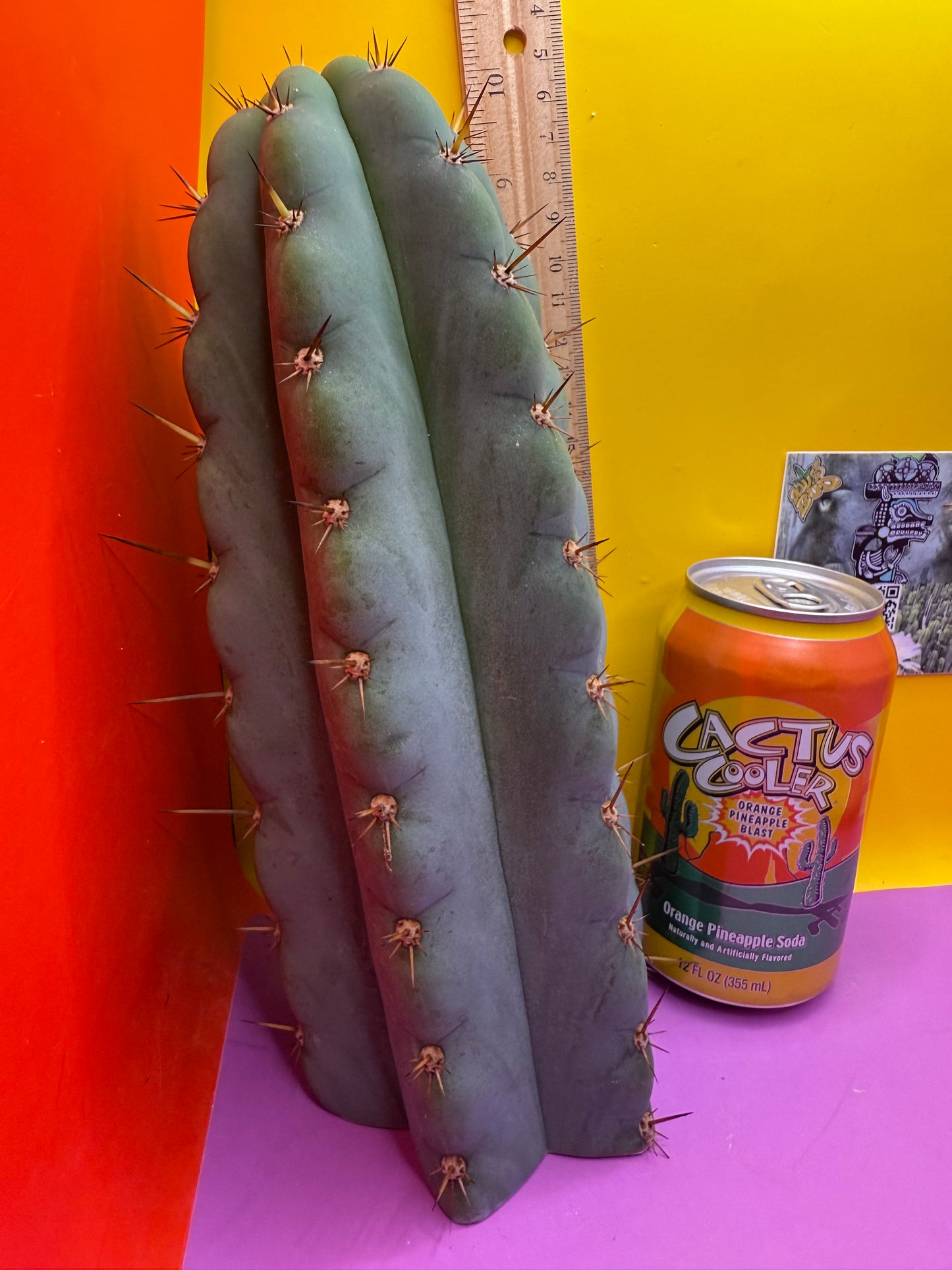 Icaros !! HUGE SAN PEDRO CACTUS