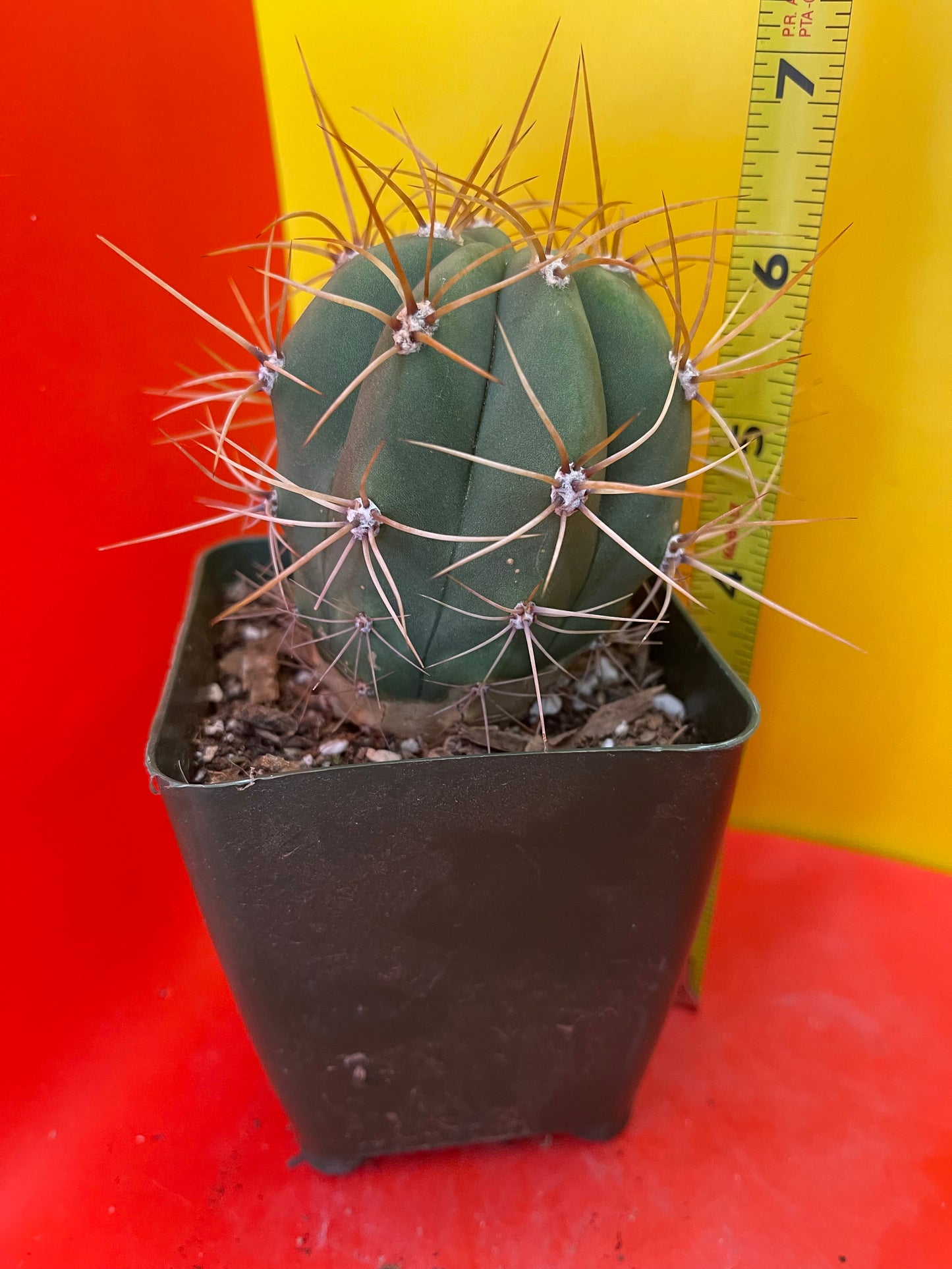 Trichocereus terscheckii