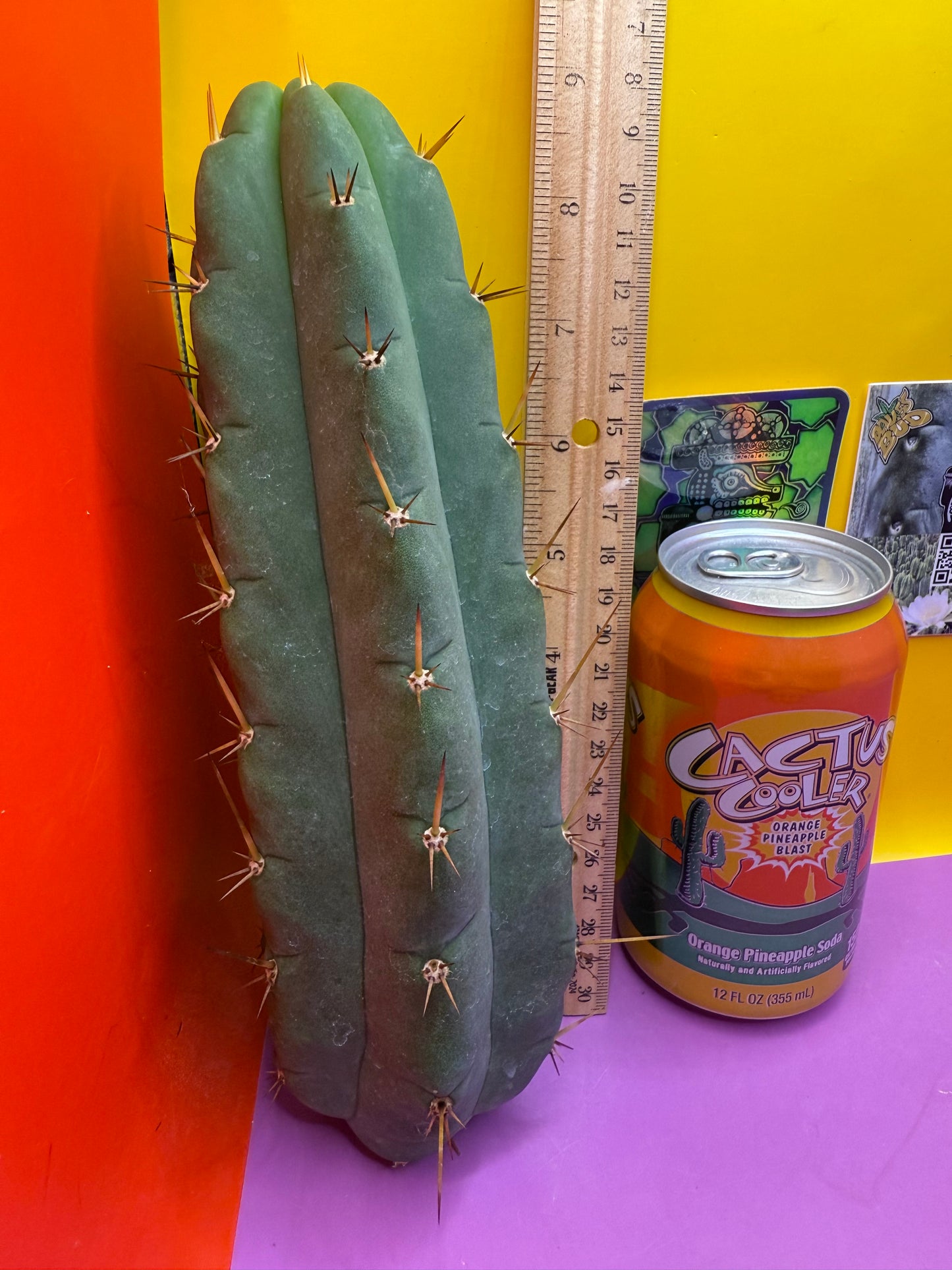 Yowie x Wowie cactus cutting